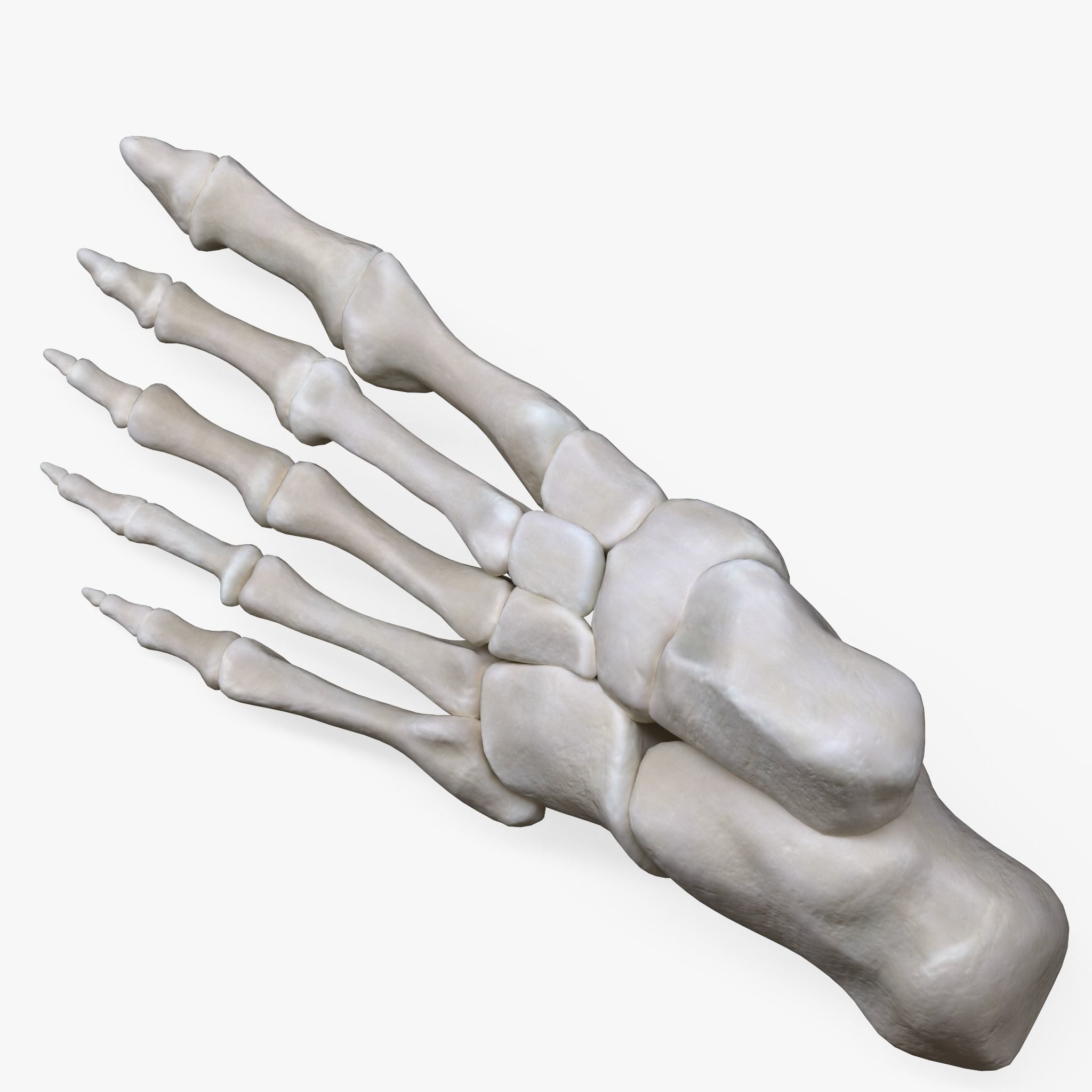 Foot Bone Anatomy Low-poly 3D model_2