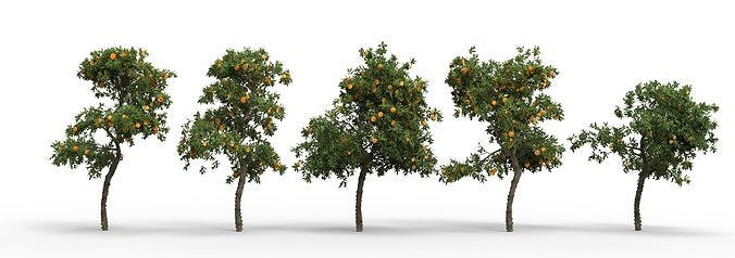 Orange tree collection 3D model | CGTrader