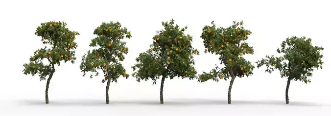 Orange tree collection