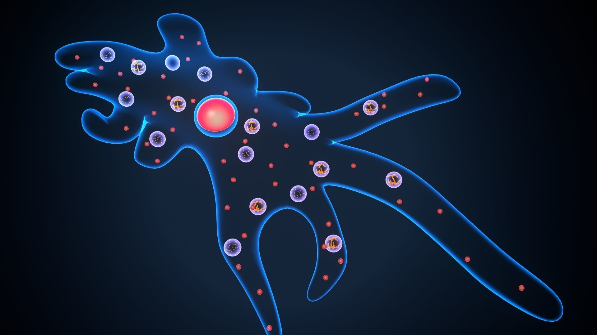 ameoba cell 3D model_2