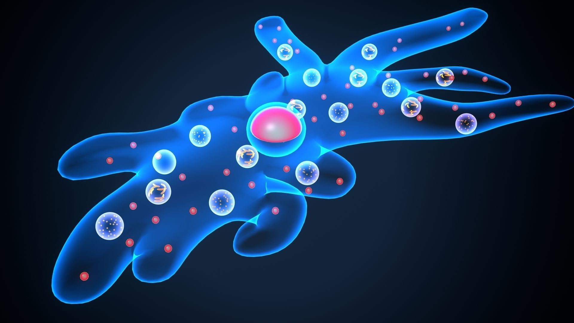 ameoba cell 3D model_3