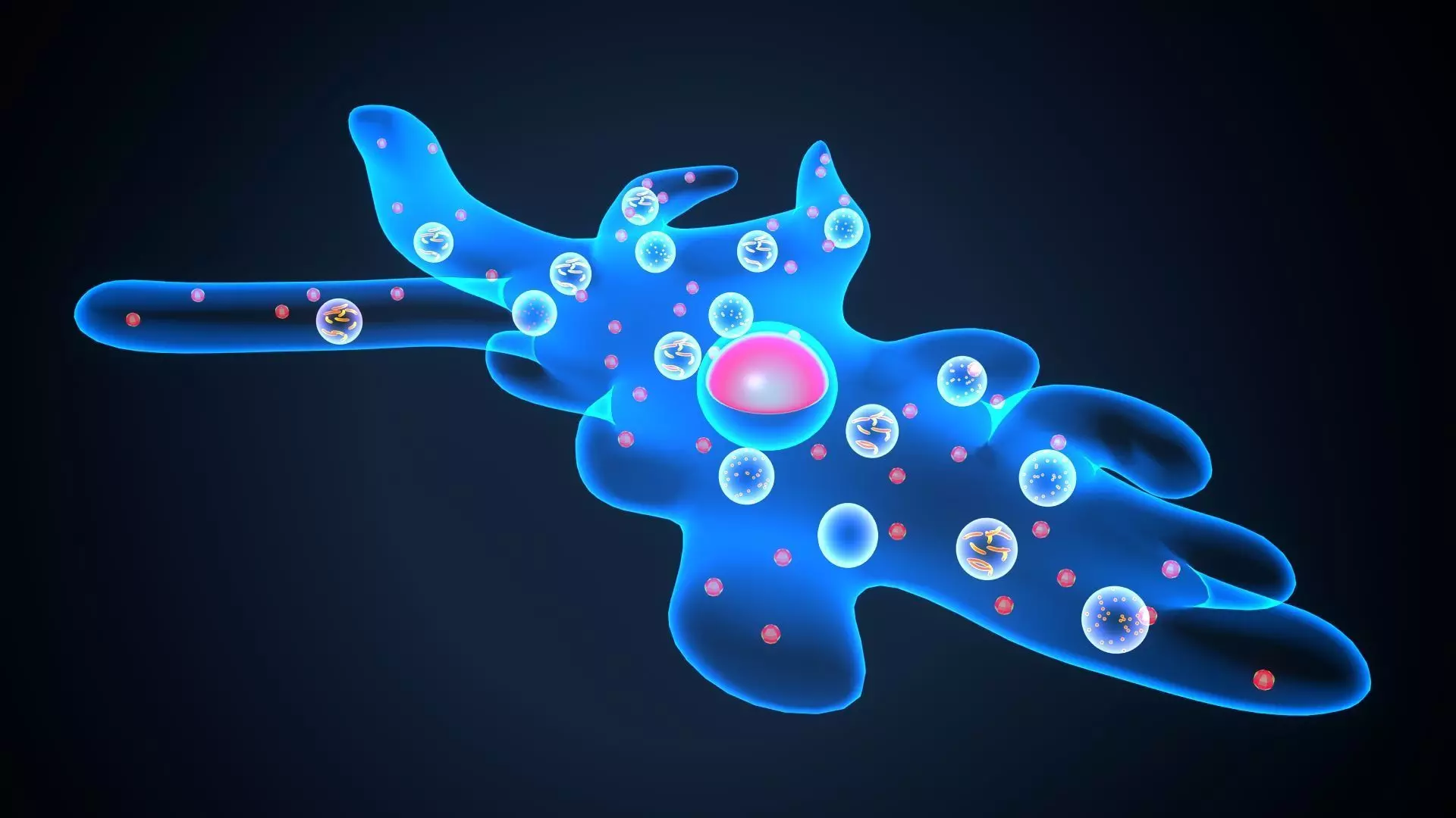 ameoba cell 3D model_0