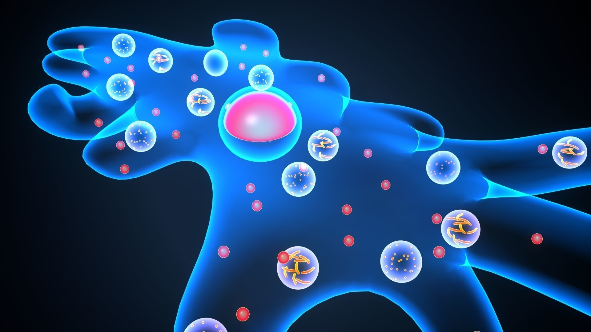 ameoba cell 3D model_5