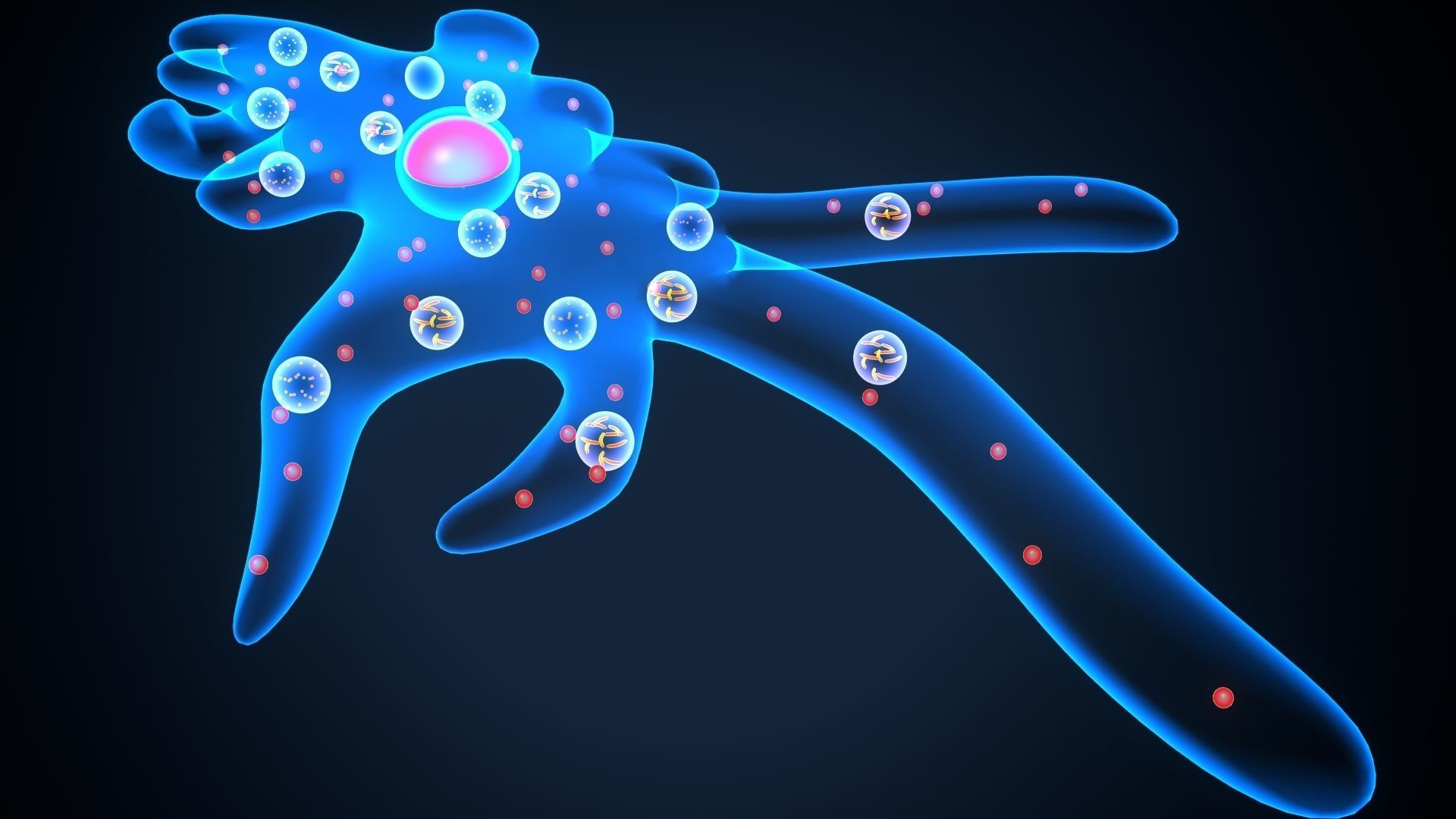 ameoba cell 3D model_9