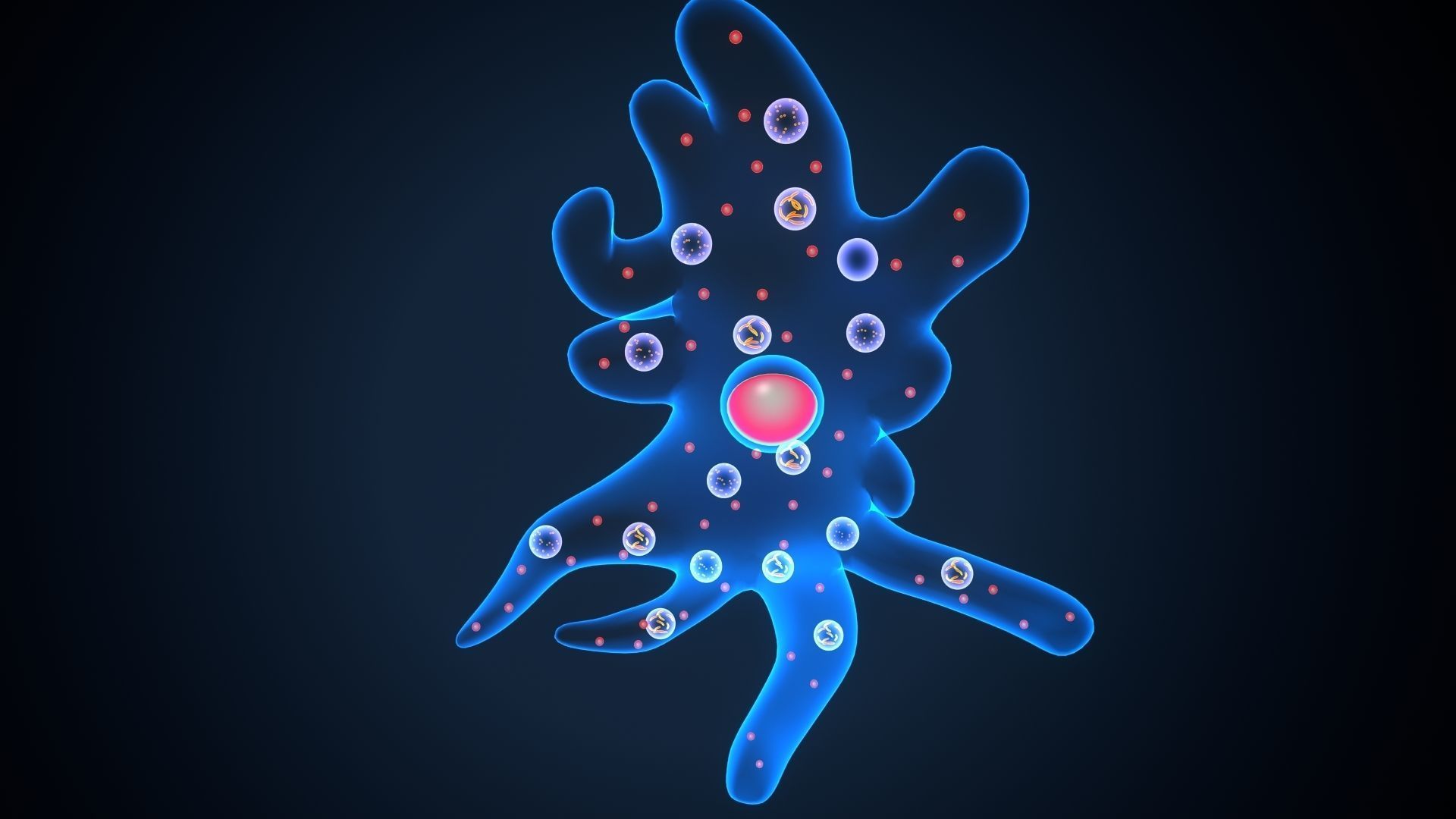 ameoba cell 3D model_4