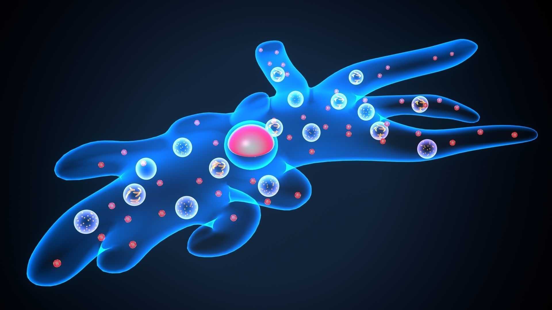 ameoba cell 3D model_1