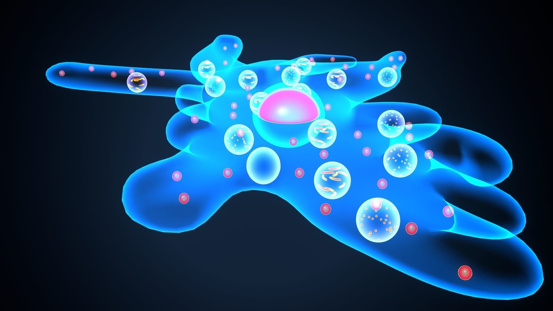 ameoba cell 3D model_7