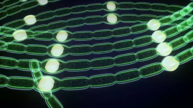 filamentous cell membrane with lights