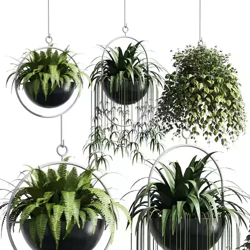 collection indoor outdoor plants 133 hanging pots
