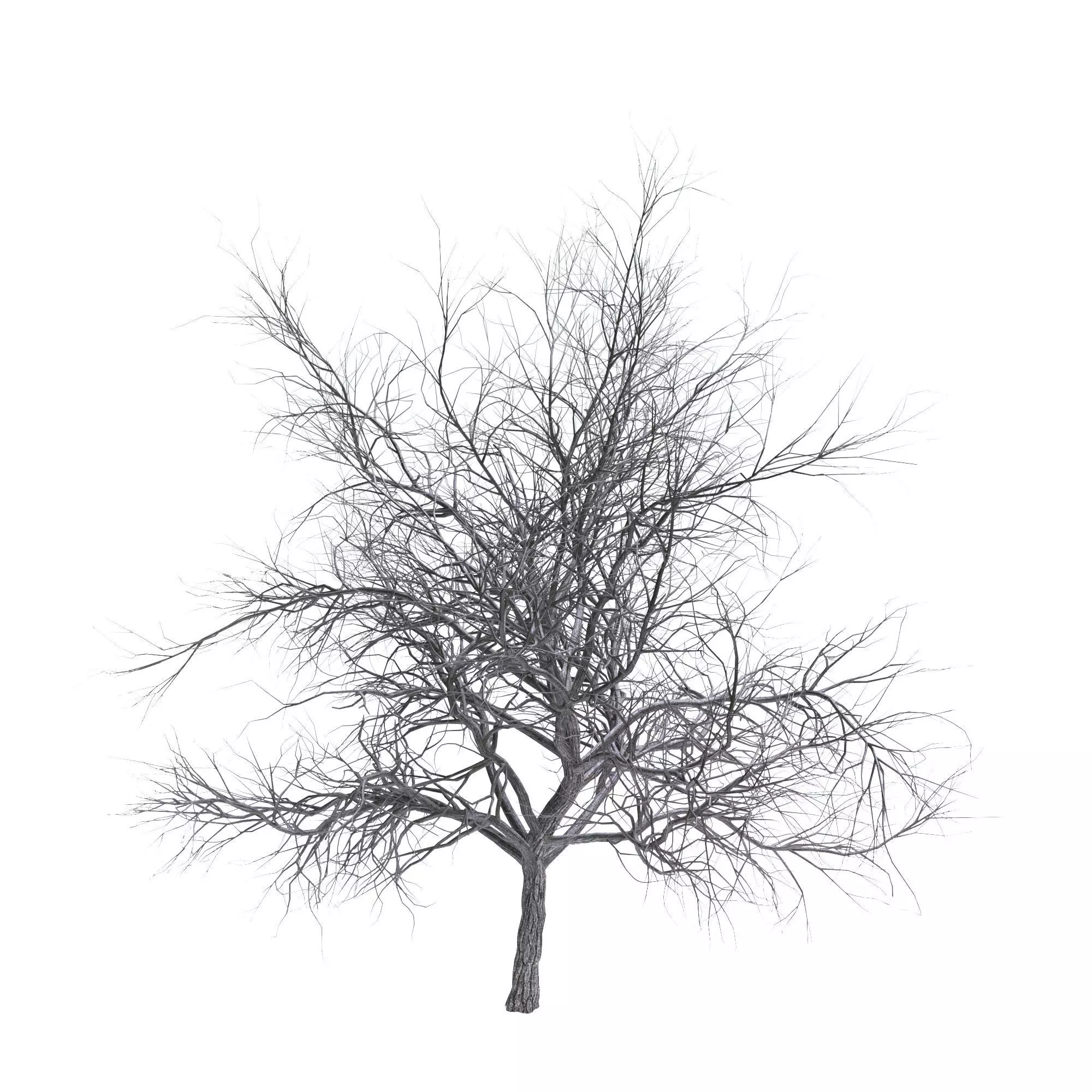Bare tree 3D model_0