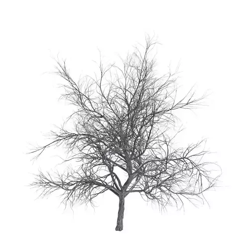 Bare tree