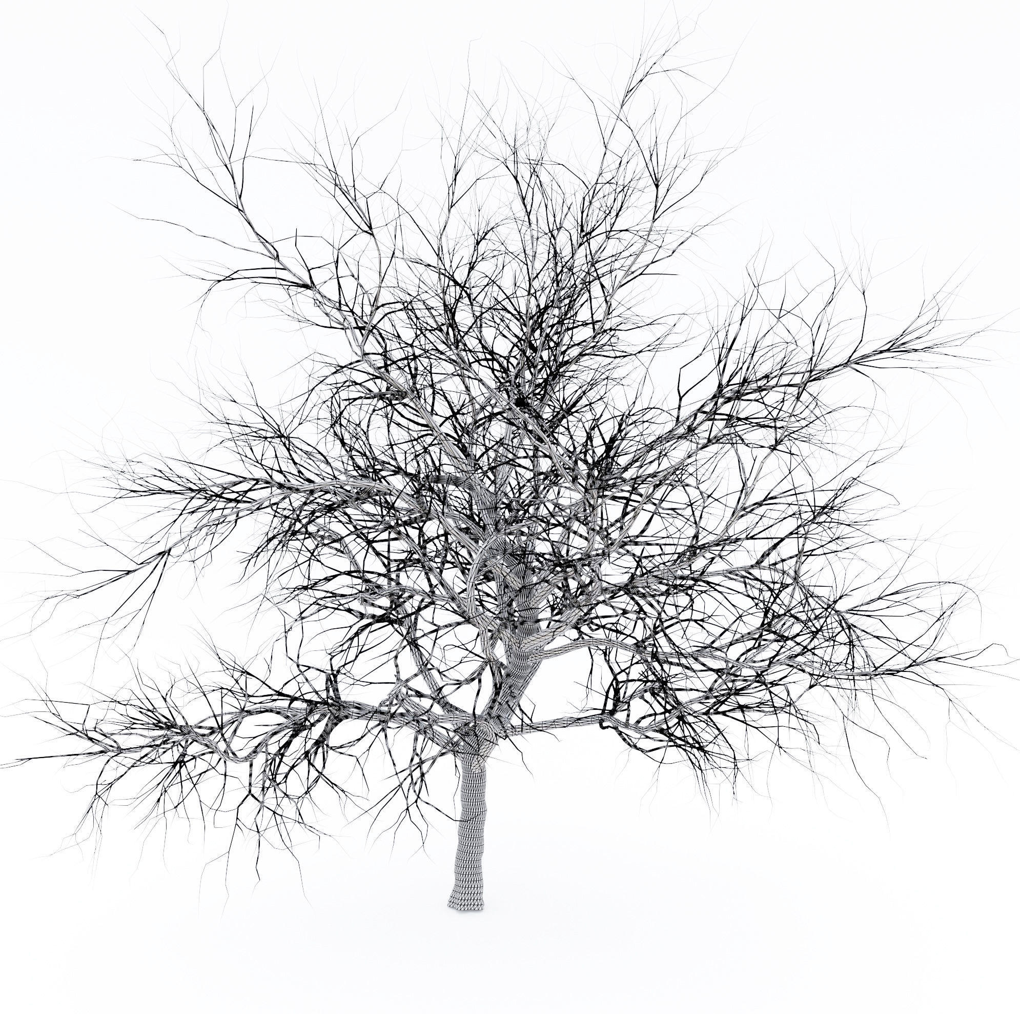 Bare tree 3D model_1