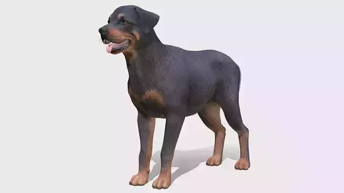Dog - Rottweiler Low-poly 3D model