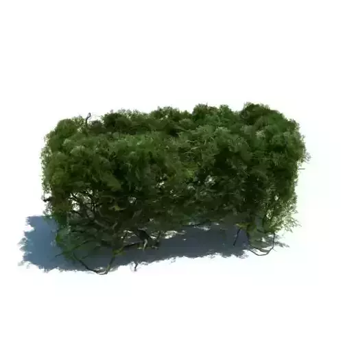 Green Piece Of Hedge