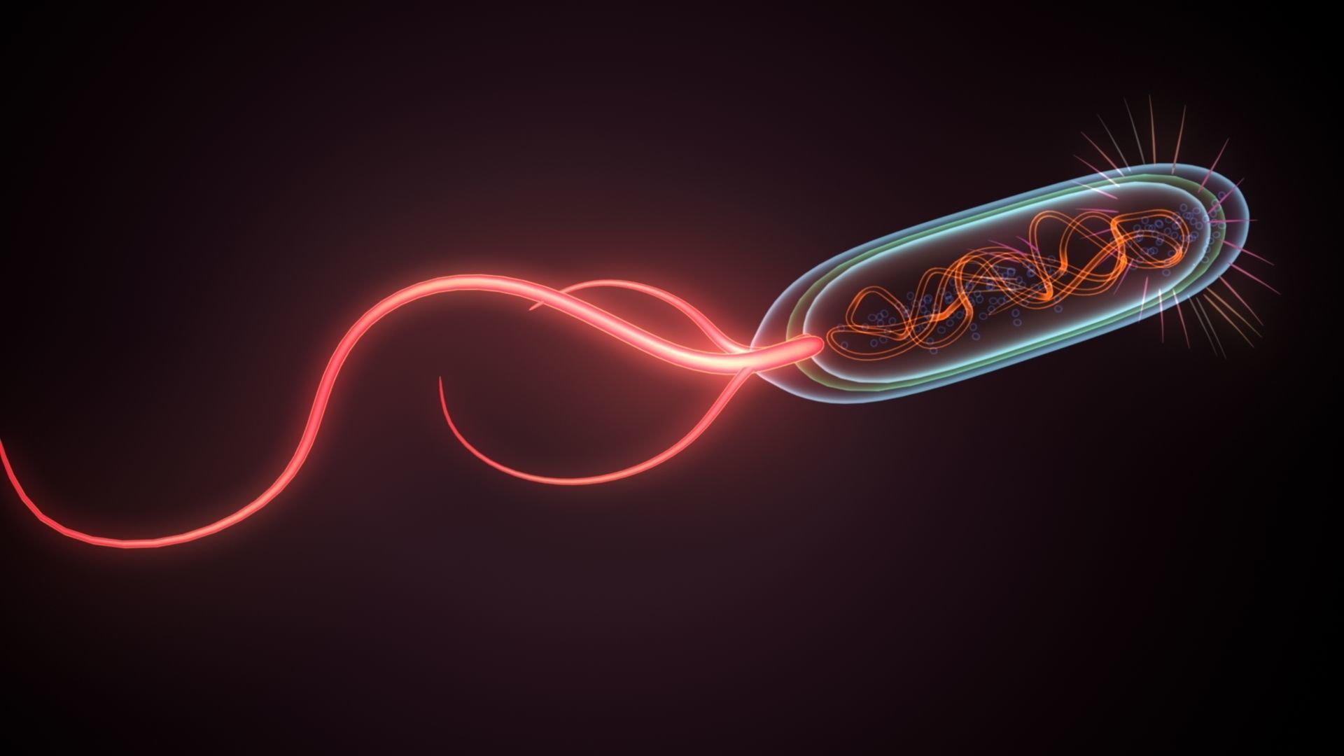 divided bacteria 3D model_3