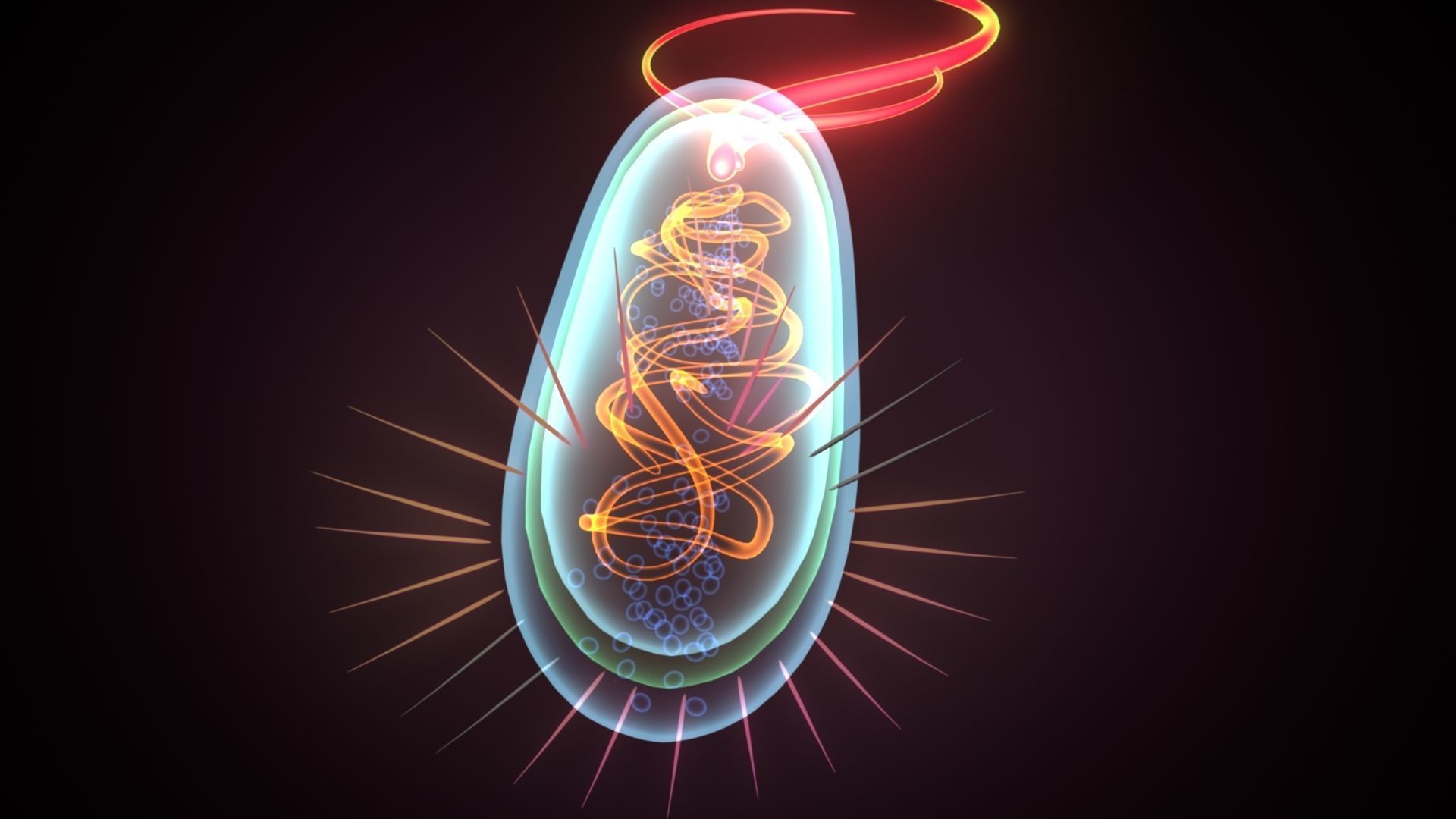 divided bacteria 3D model_4