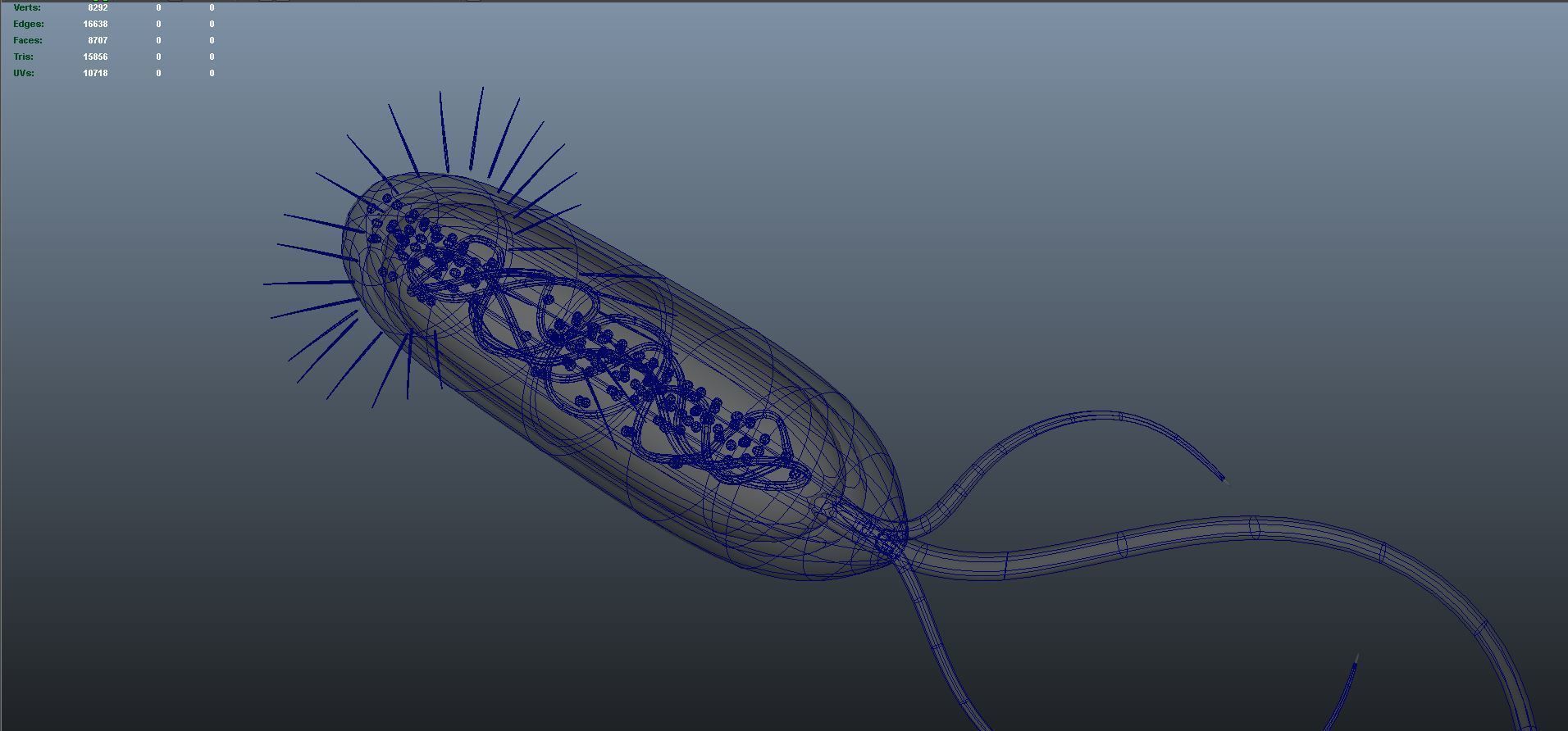 divided bacteria 3D model_8