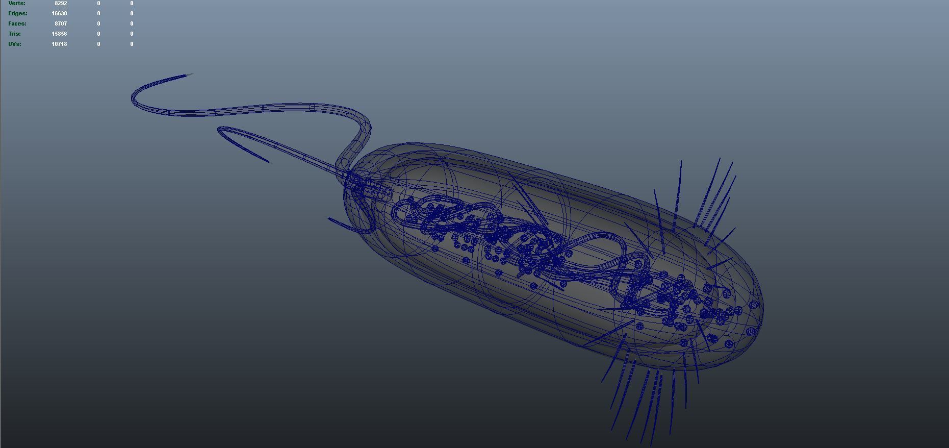 divided bacteria 3D model_7