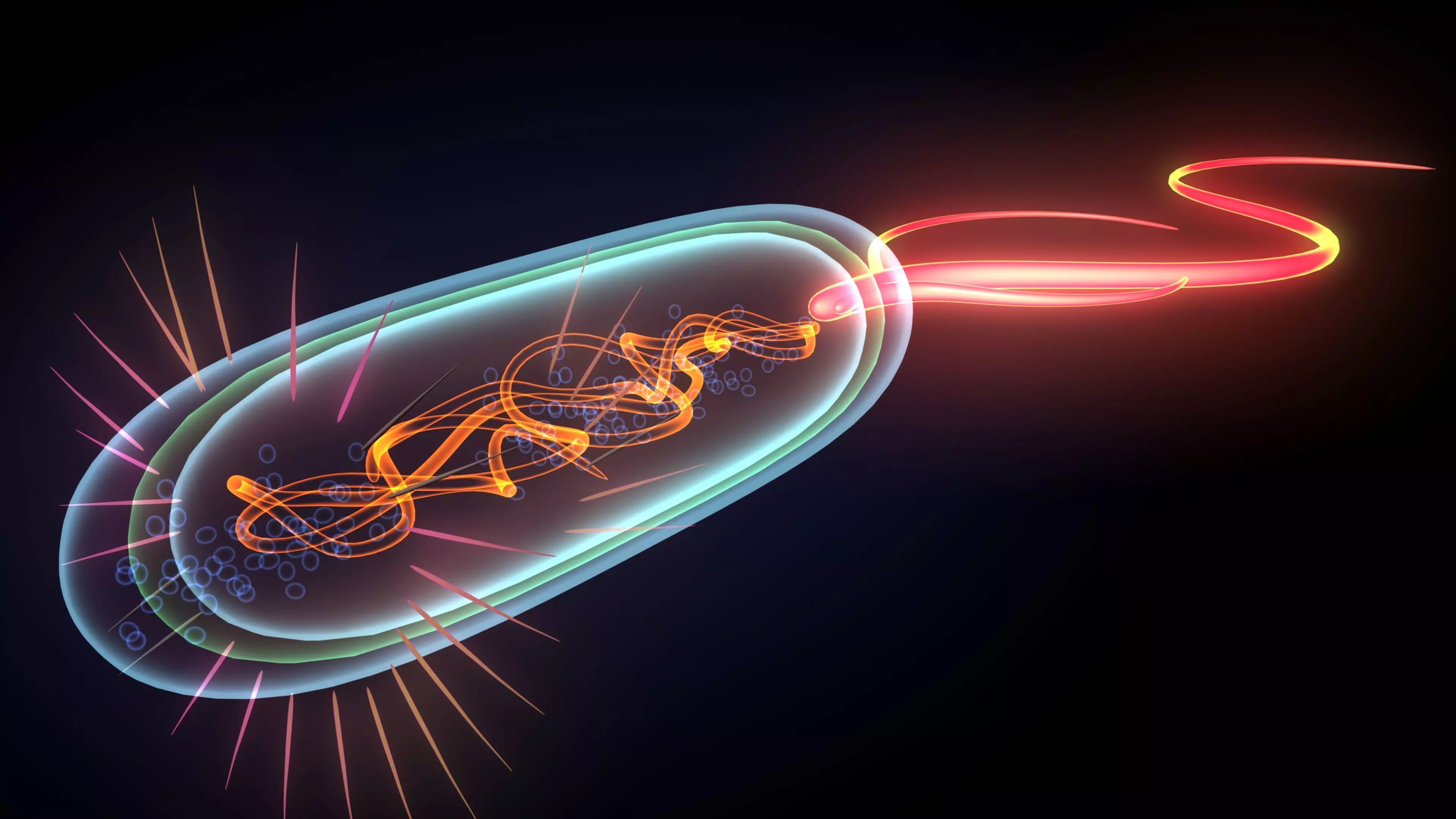 divided bacteria 3D model_0