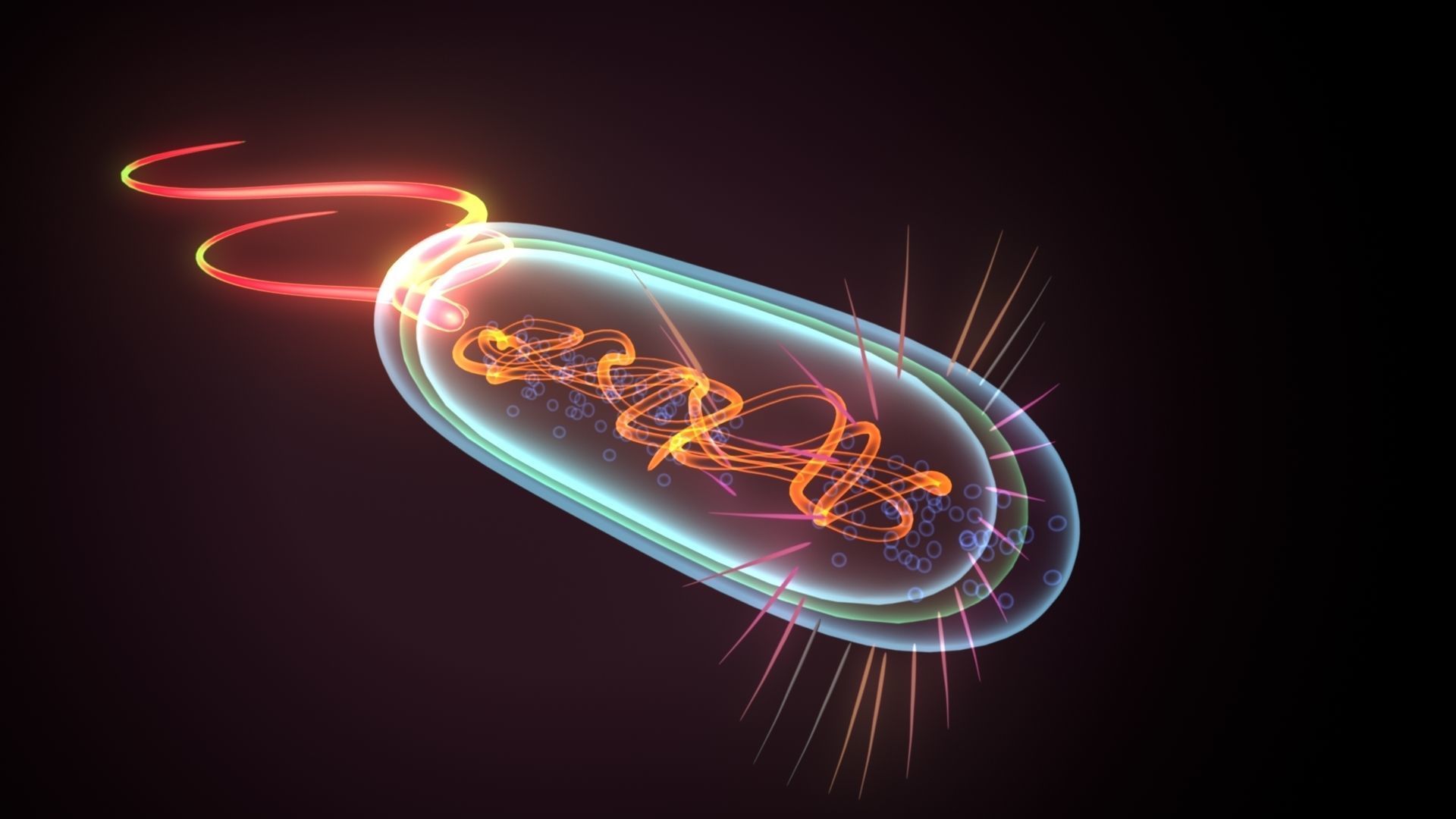 divided bacteria 3D model_2