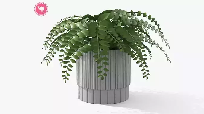 Plant Boho - Fern