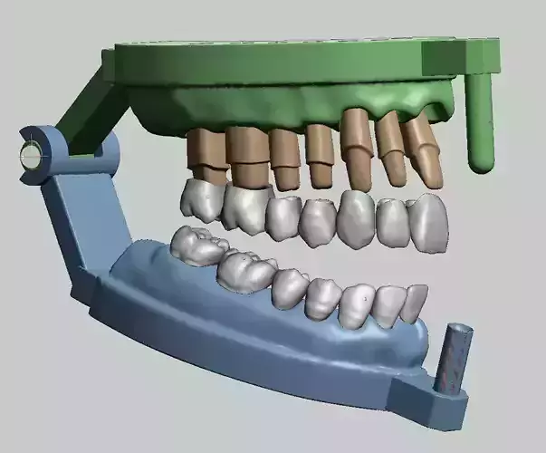 Dental anatomy model half arch