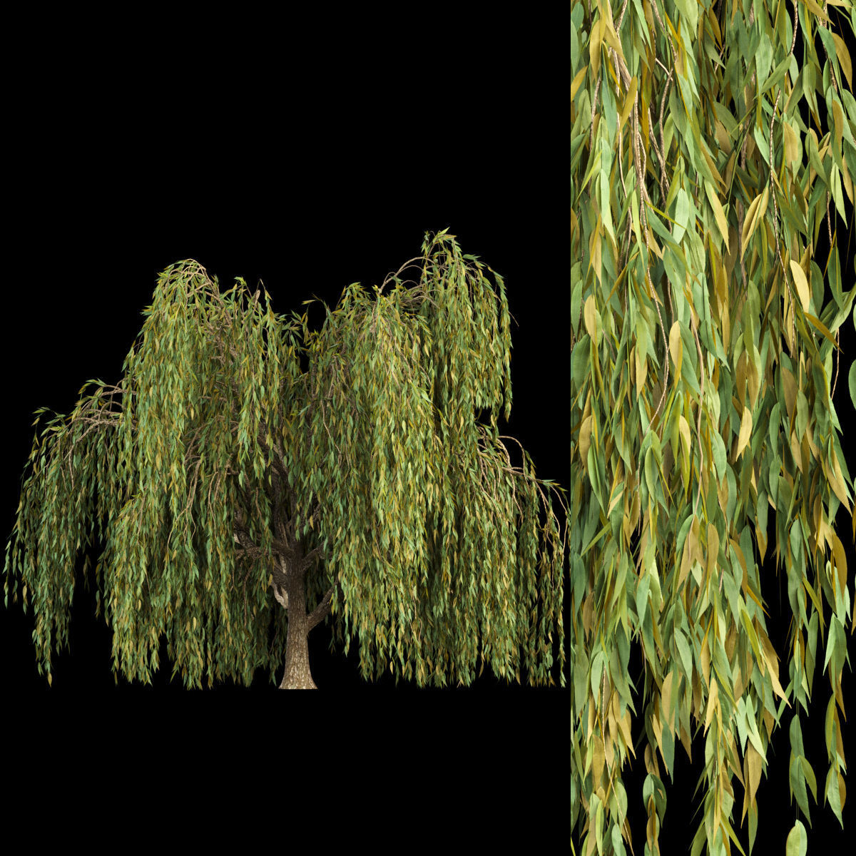 collection willow trees vol12 3D model_1