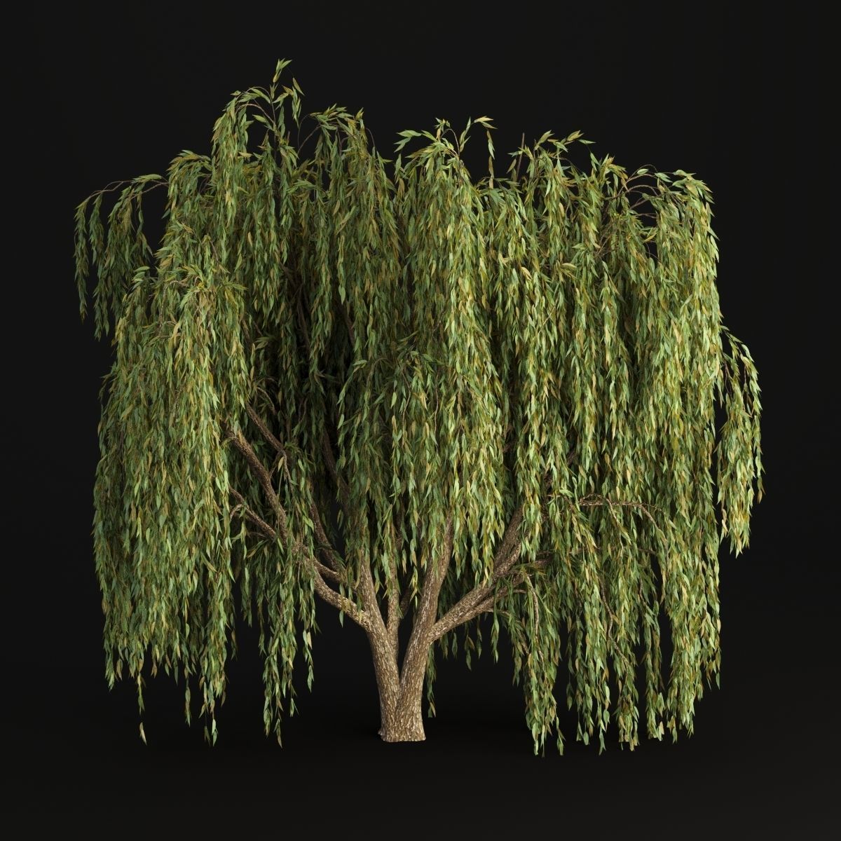 collection willow trees vol12 3D model_2
