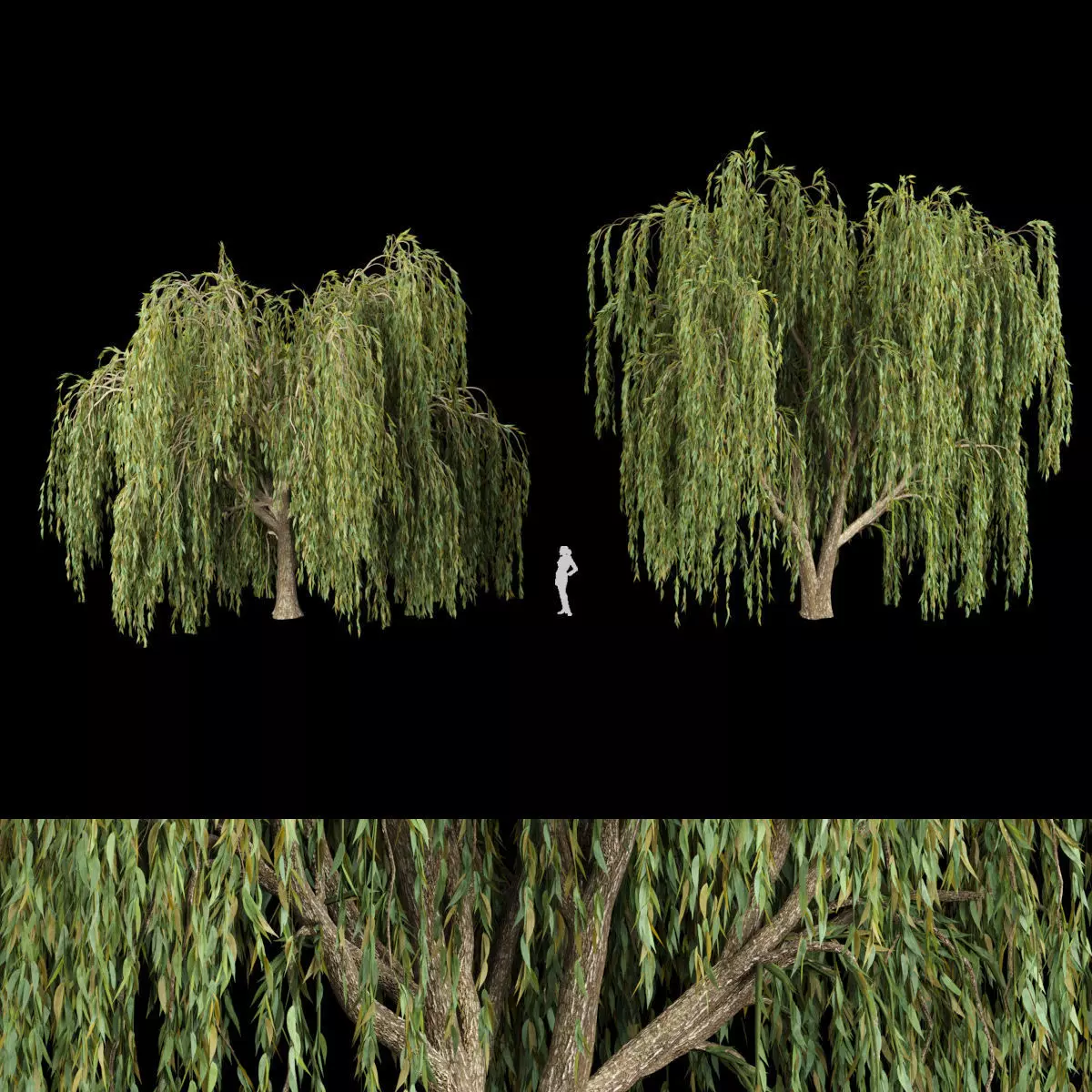 collection willow trees vol12 3D model_0