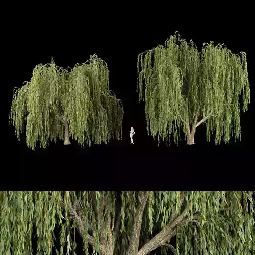 collection willow trees vol12 3D model