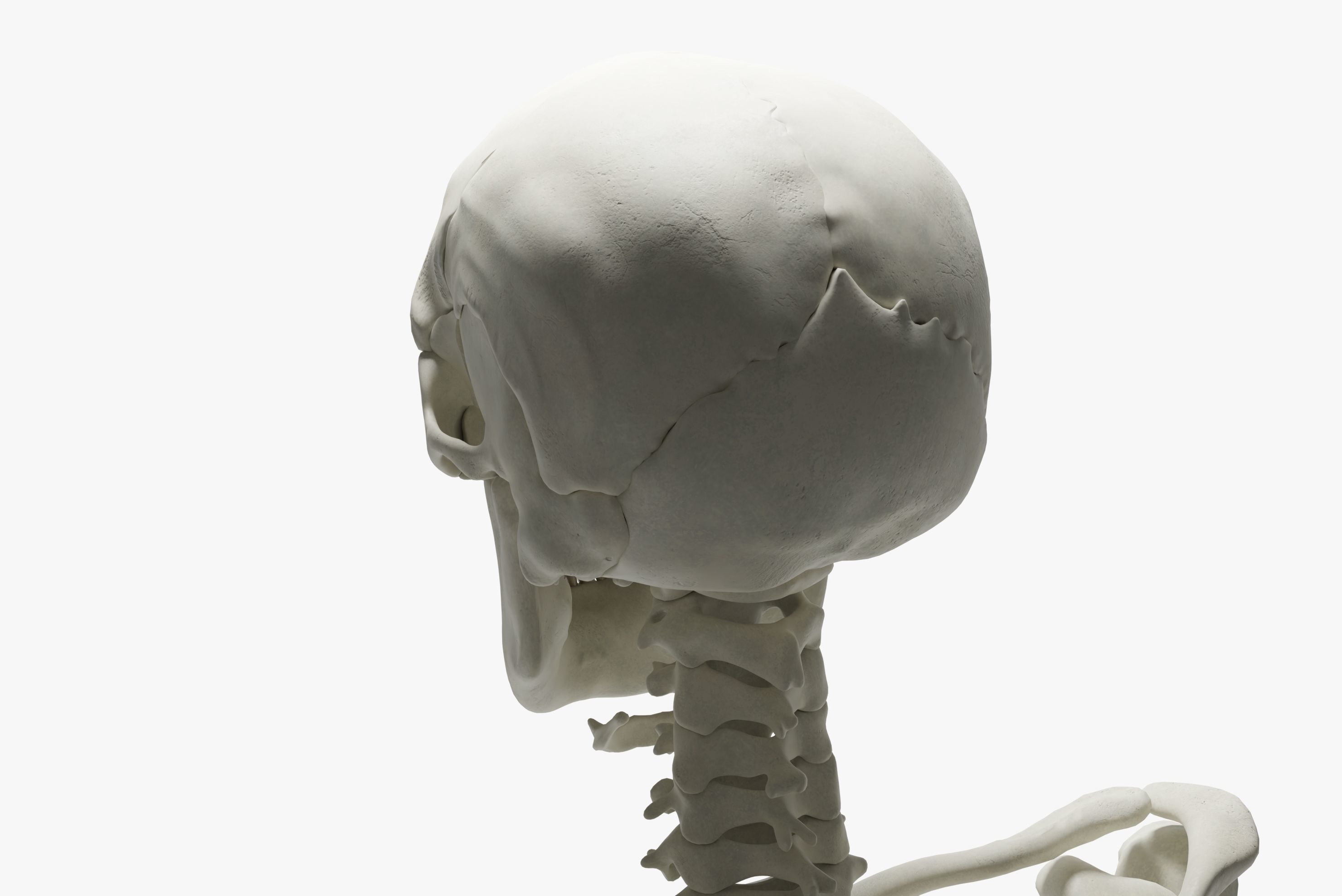  Ultimate 3D Human Skeleton Model - Medically Accurate 3d Model Low-poly 3D model_19