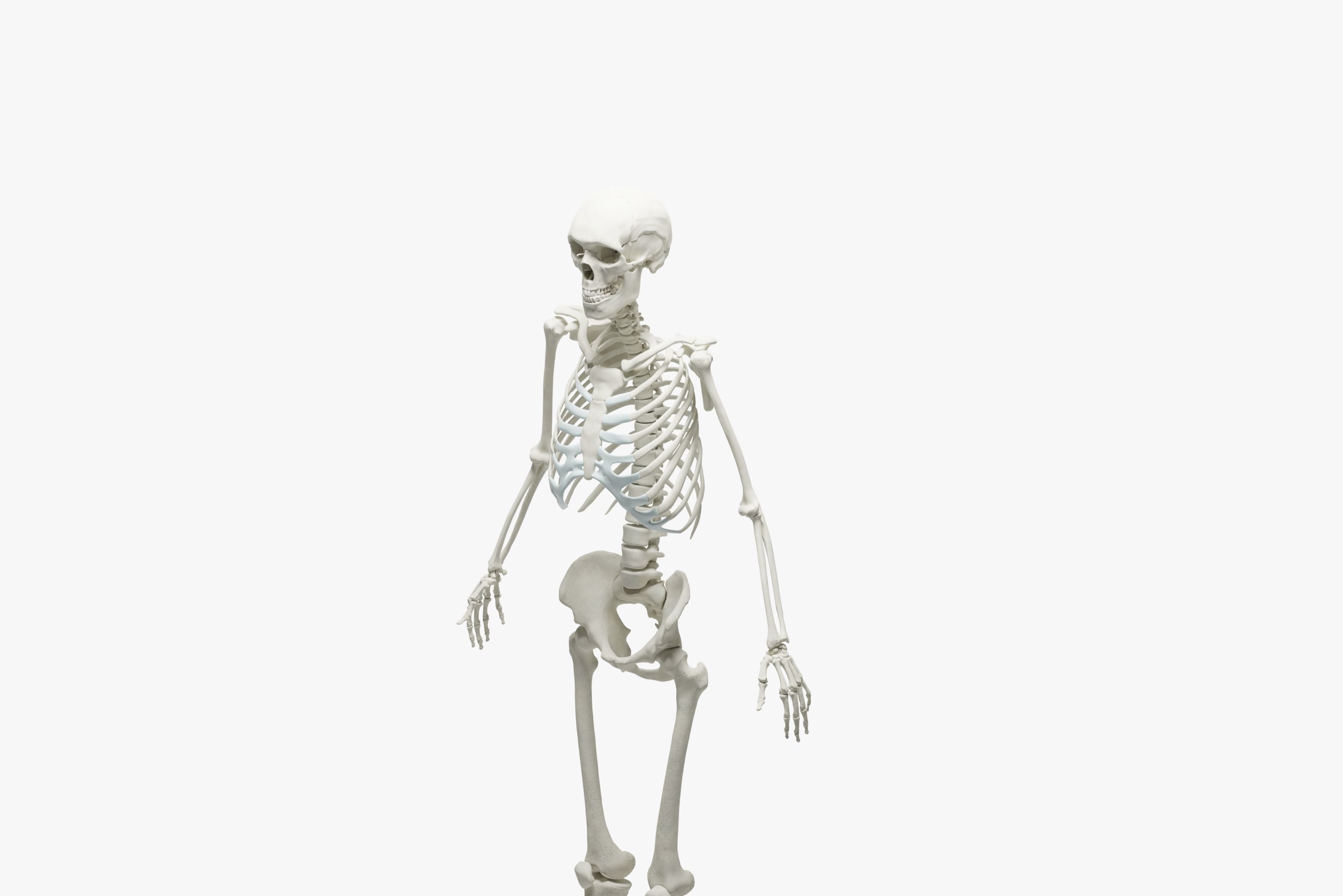  Ultimate 3D Human Skeleton Model - Medically Accurate 3d Model Low-poly 3D model_5