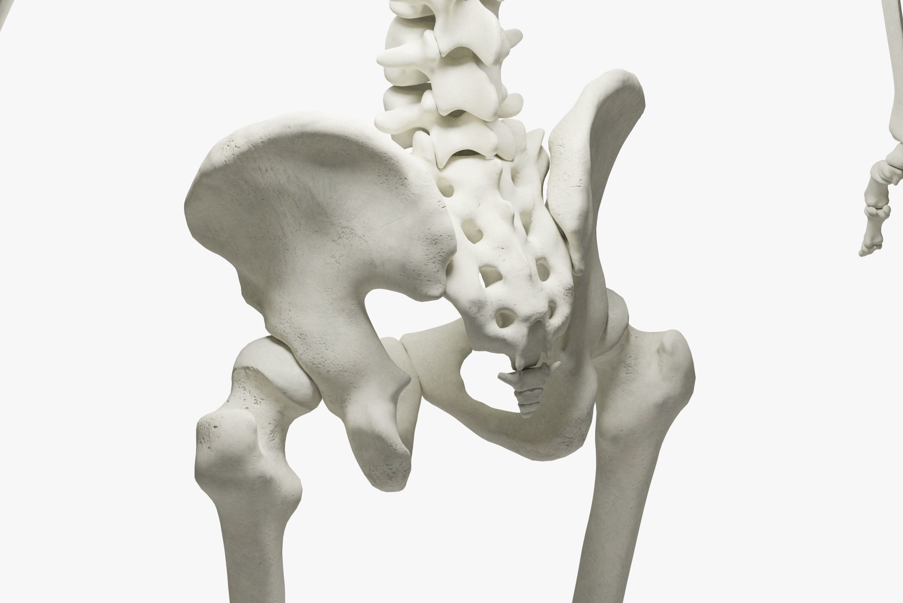  Ultimate 3D Human Skeleton Model - Medically Accurate 3d Model Low-poly 3D model_17