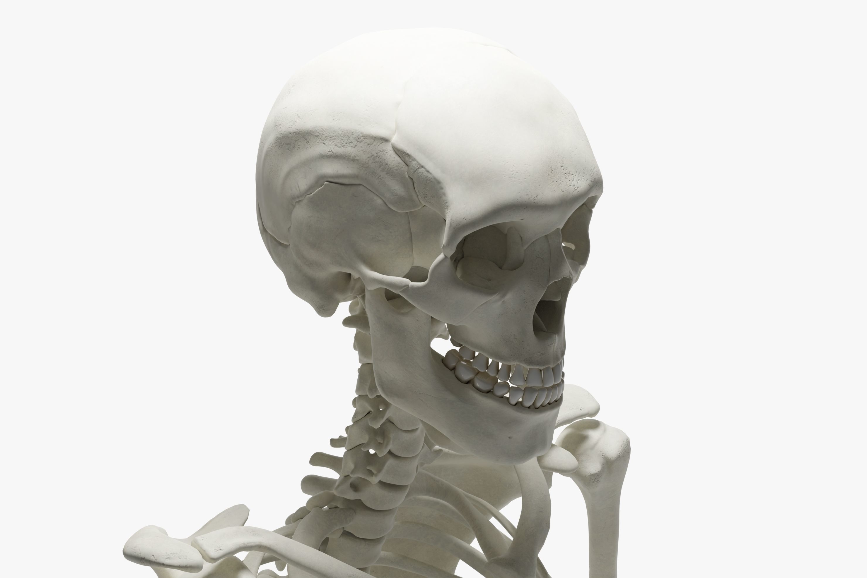  Ultimate 3D Human Skeleton Model - Medically Accurate 3d Model Low-poly 3D model_15