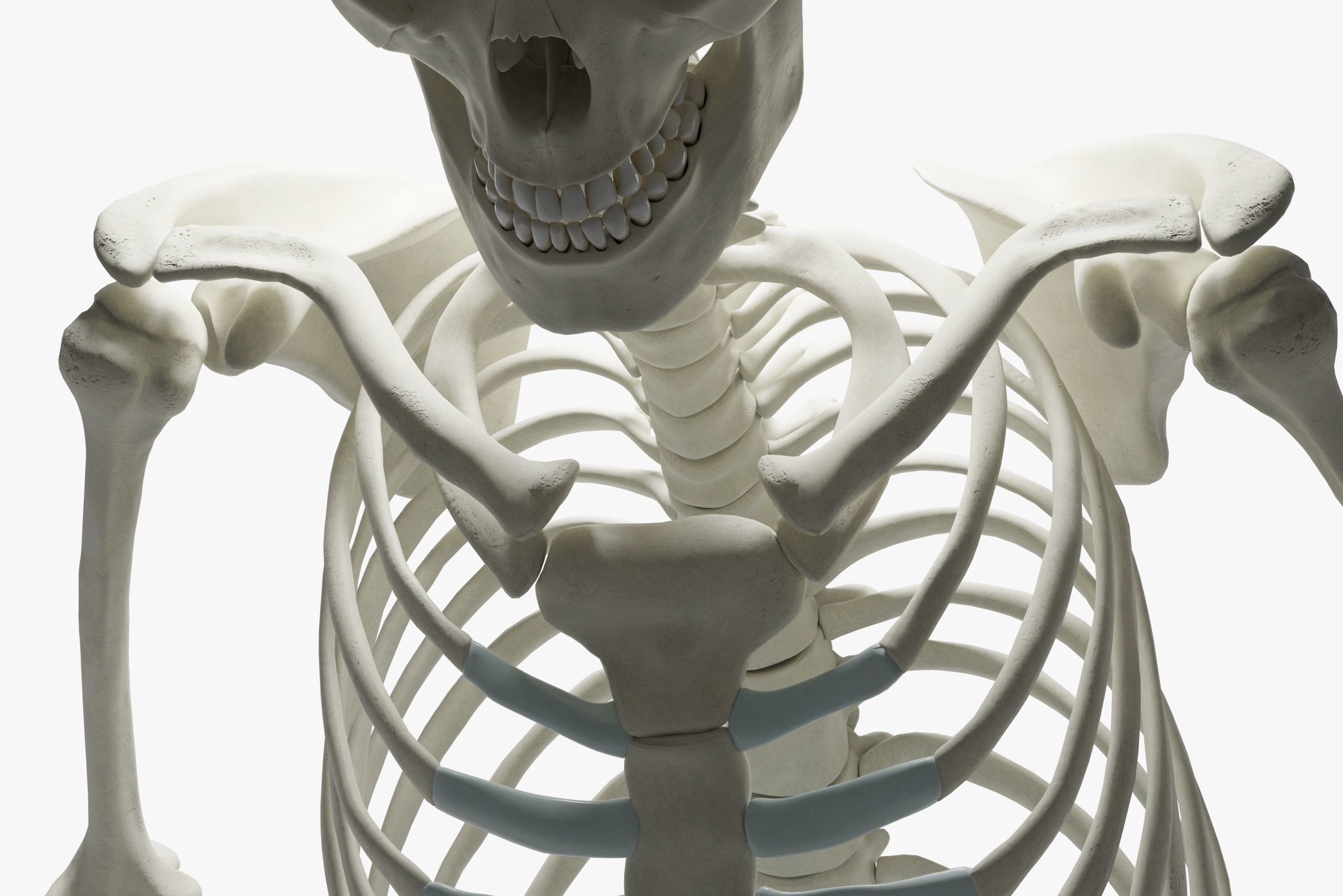  Ultimate 3D Human Skeleton Model - Medically Accurate 3d Model Low-poly 3D model_22