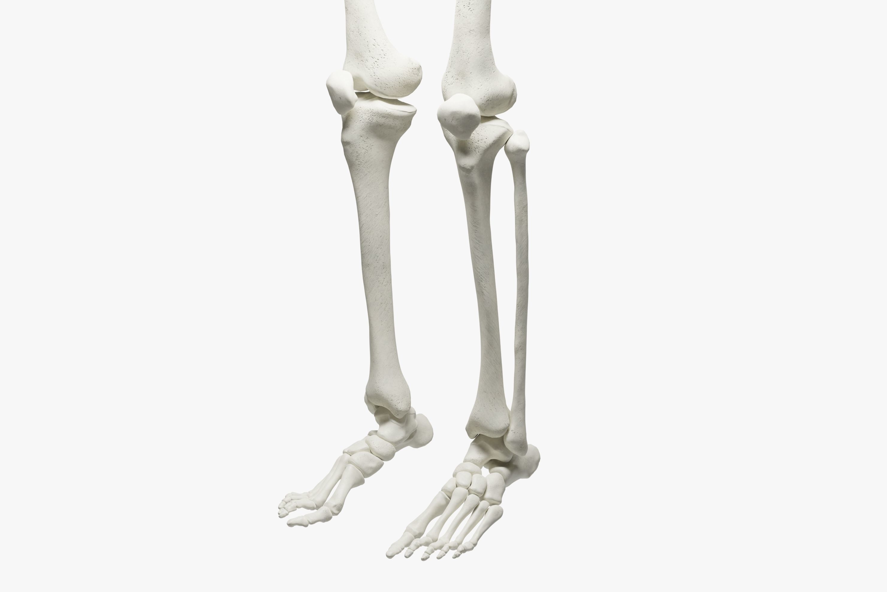  Ultimate 3D Human Skeleton Model - Medically Accurate 3d Model Low-poly 3D model_6