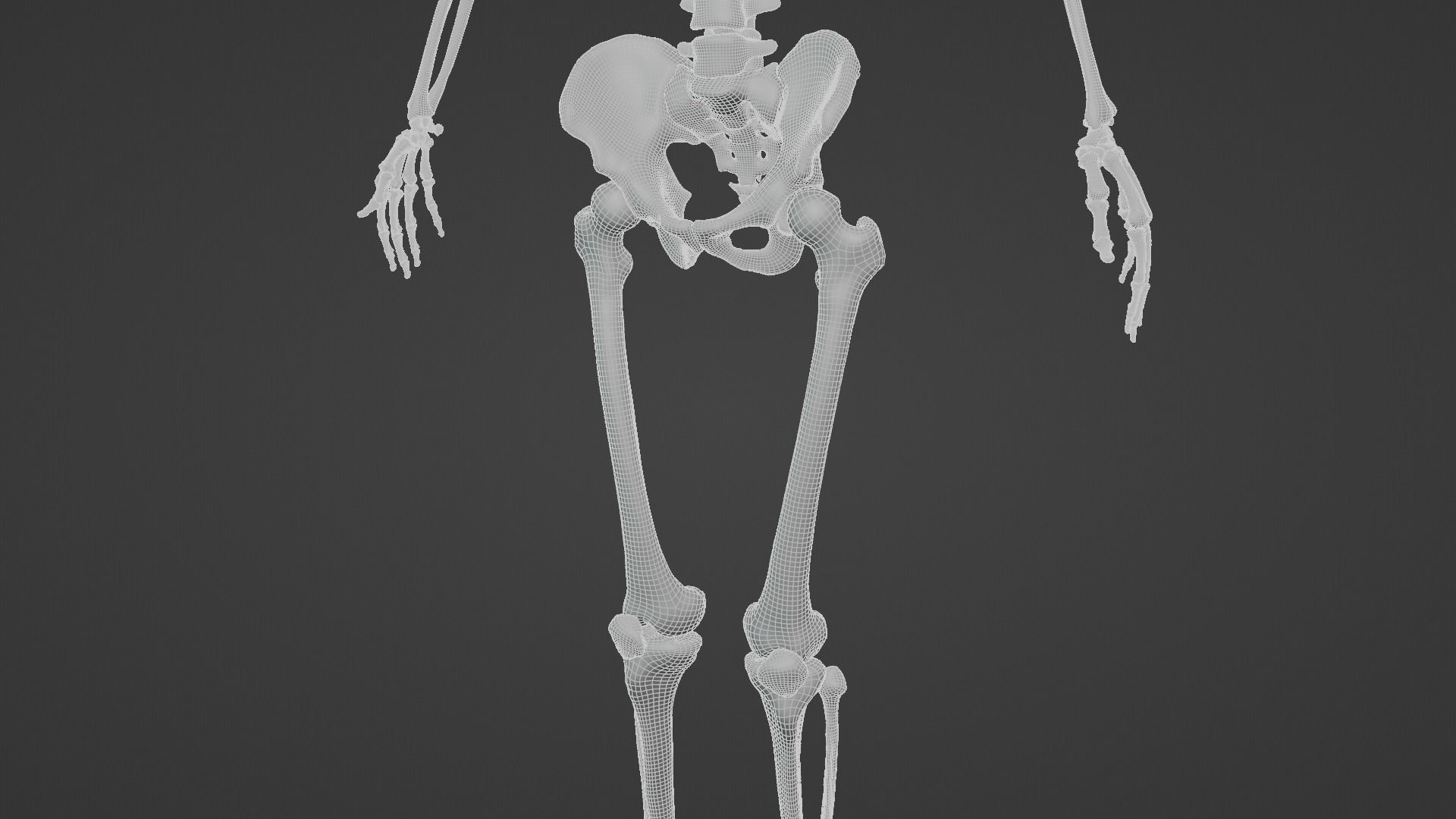  Ultimate 3D Human Skeleton Model - Medically Accurate 3d Model Low-poly 3D model_26
