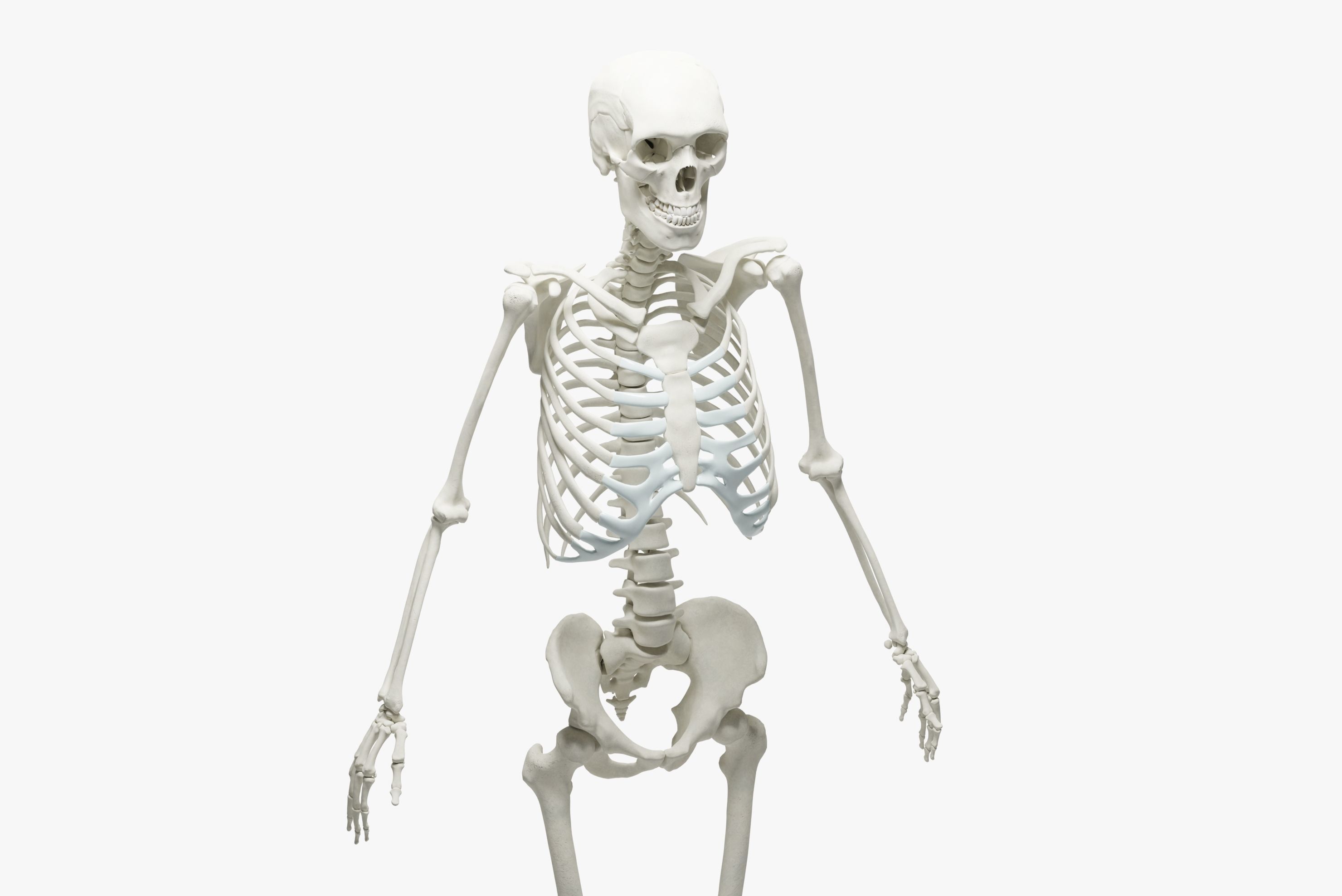  Ultimate 3D Human Skeleton Model - Medically Accurate 3d Model Low-poly 3D model_3