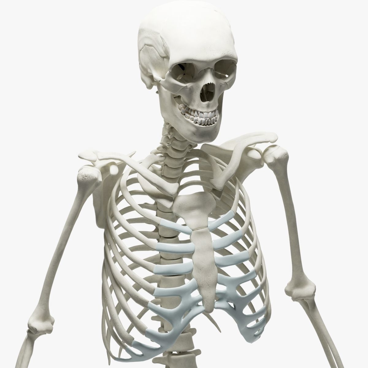  Ultimate 3D Human Skeleton Model - Medically Accurate 3d Model Low-poly 3D model_2