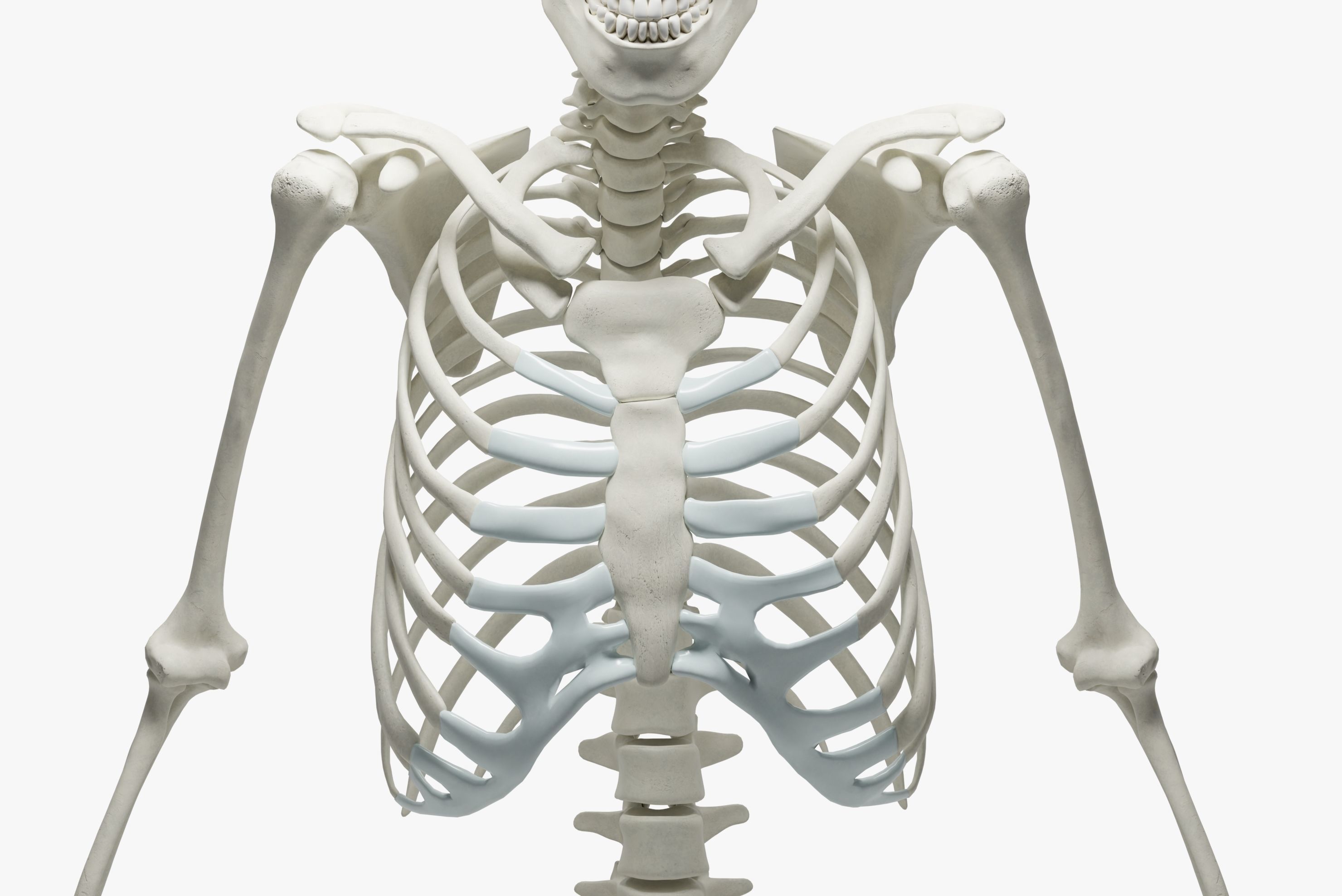  Ultimate 3D Human Skeleton Model - Medically Accurate 3d Model Low-poly 3D model_11