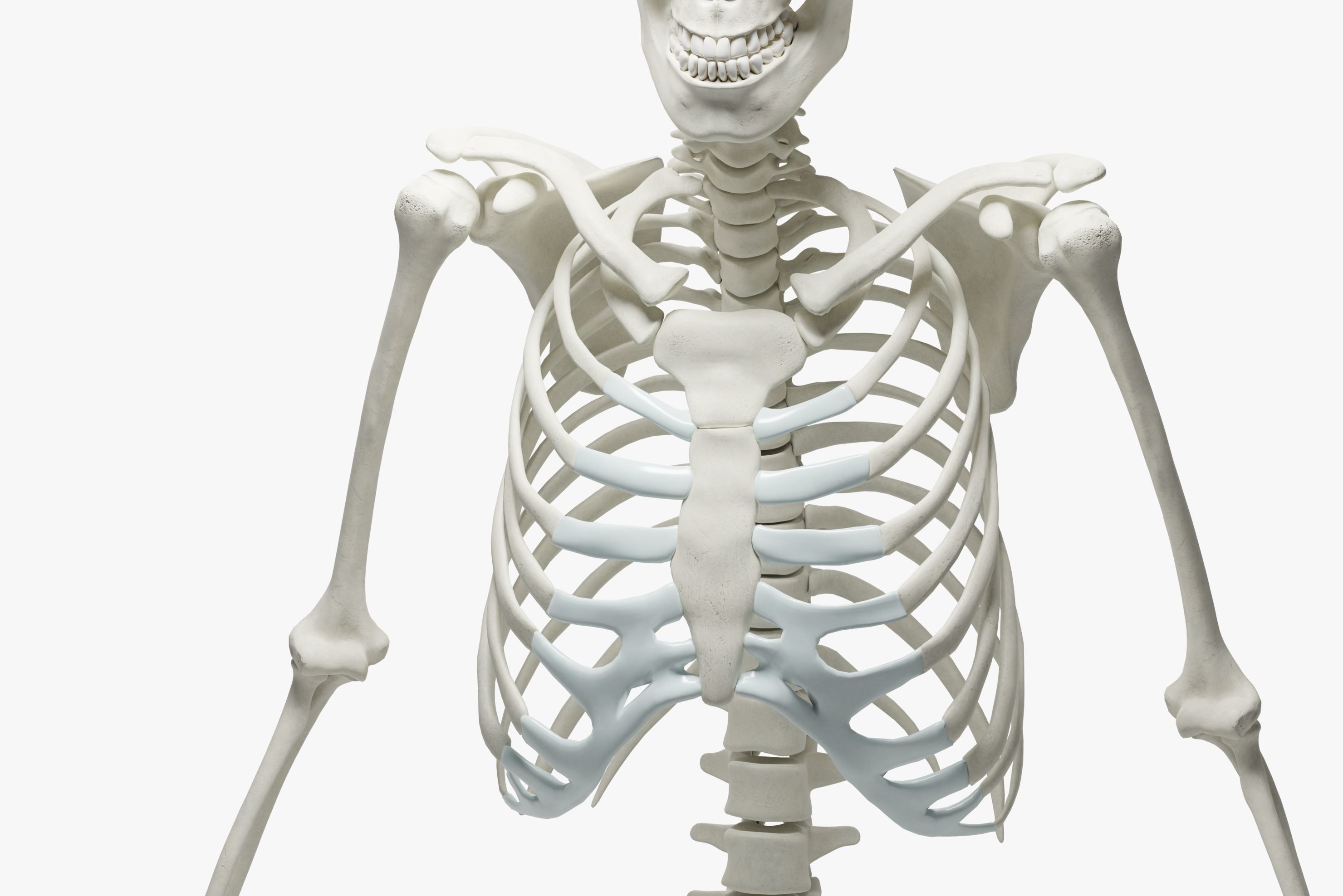  Ultimate 3D Human Skeleton Model - Medically Accurate 3d Model Low-poly 3D model_21