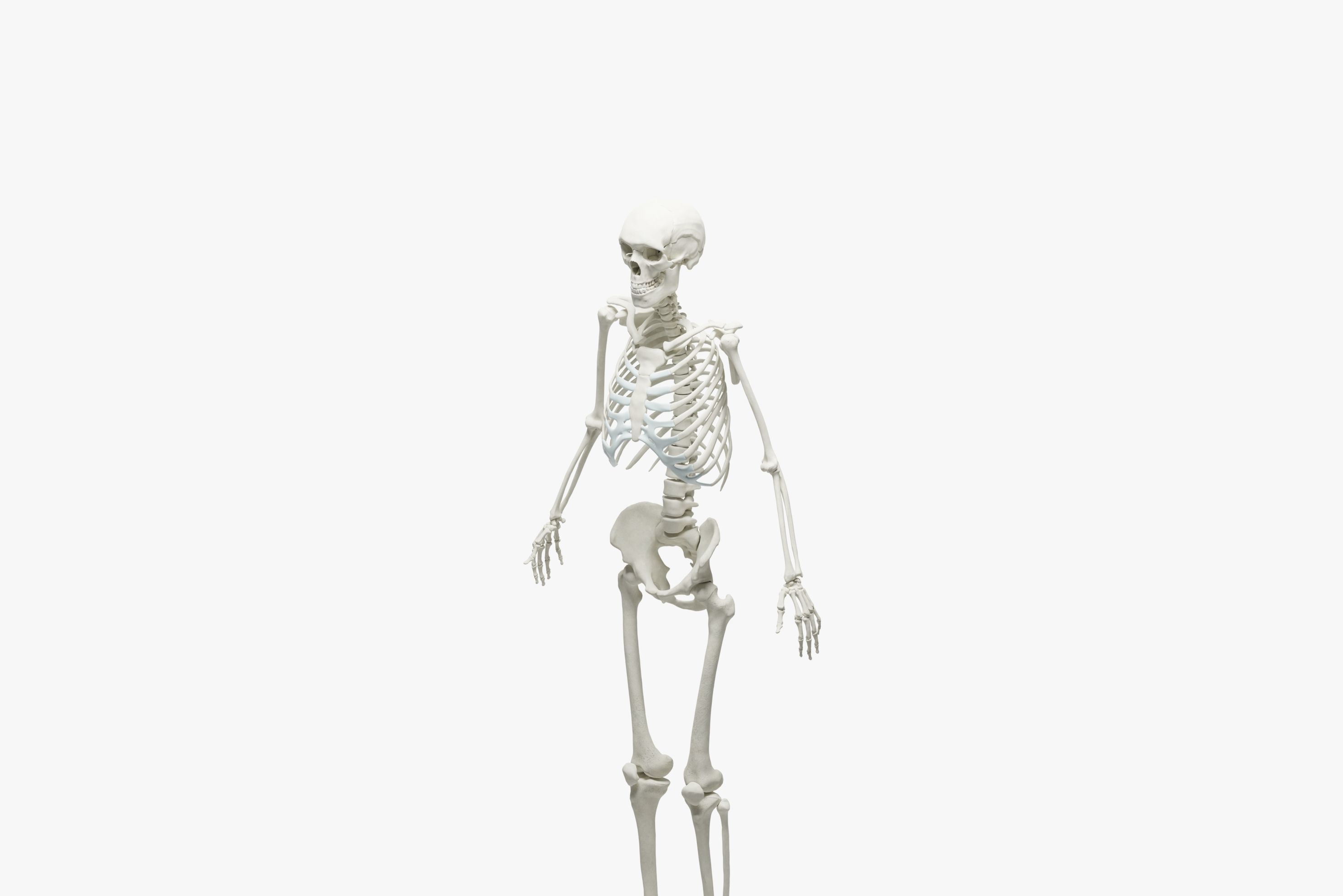  Ultimate 3D Human Skeleton Model - Medically Accurate 3d Model Low-poly 3D model_4