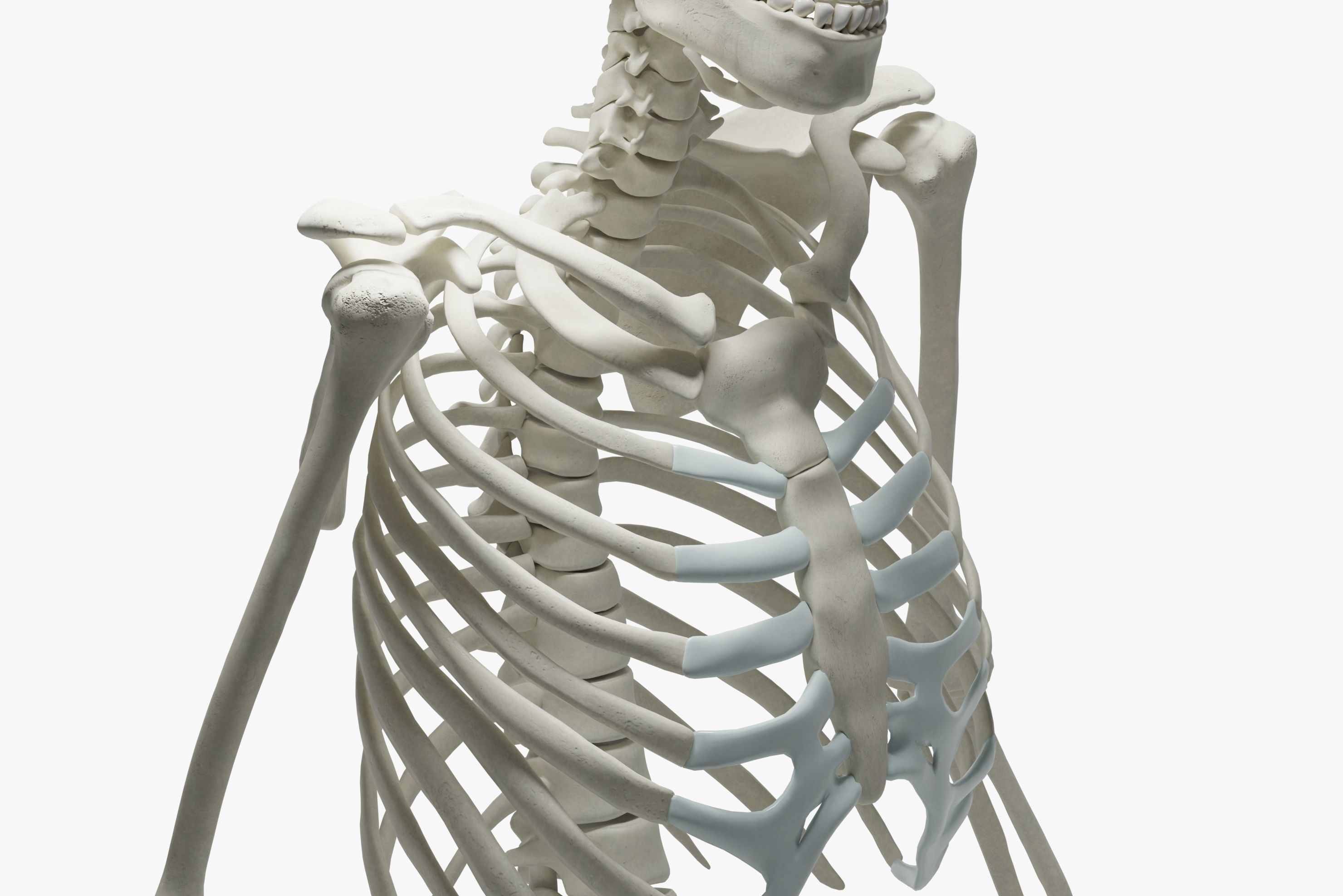  Ultimate 3D Human Skeleton Model - Medically Accurate 3d Model Low-poly 3D model_23