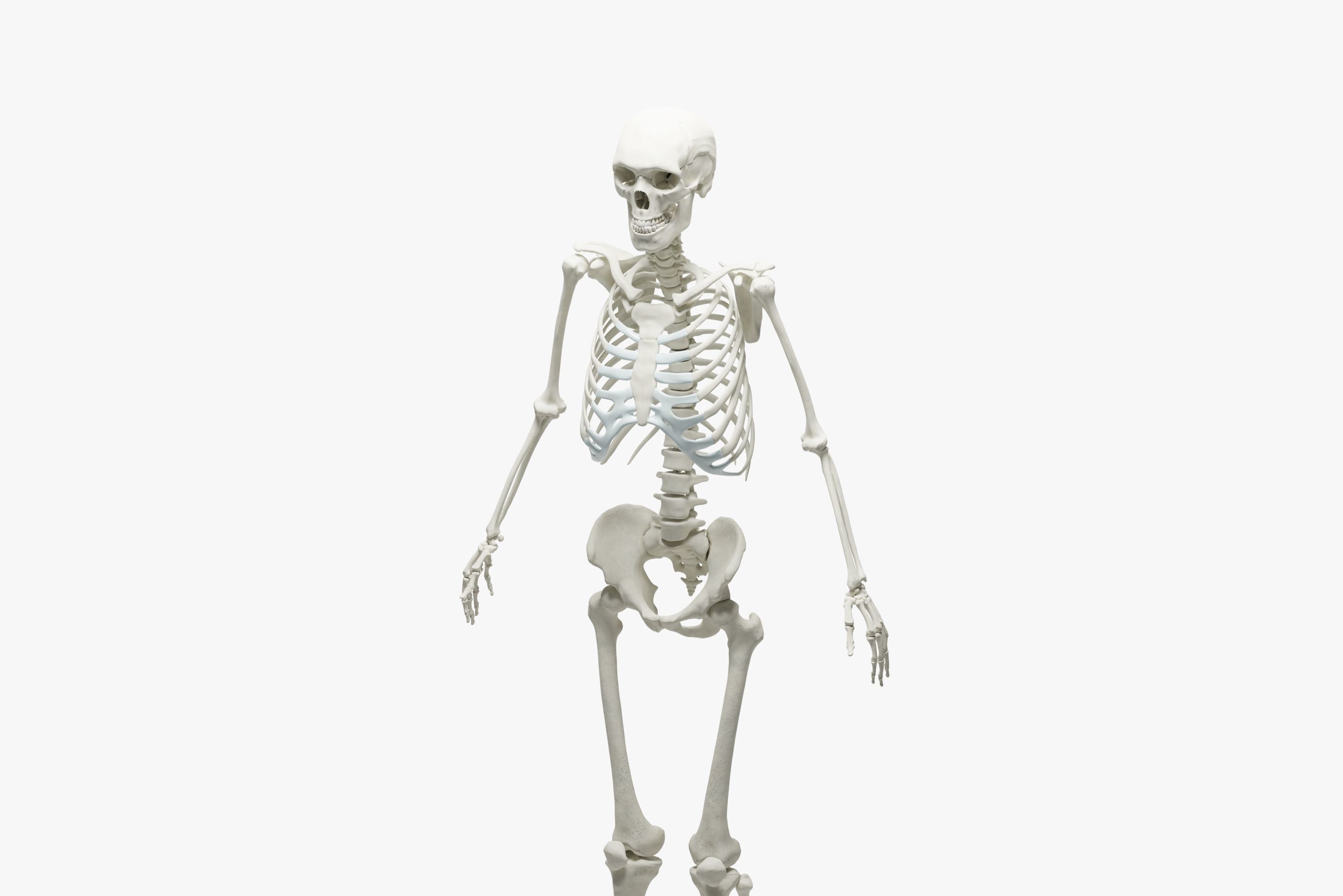  Ultimate 3D Human Skeleton Model - Medically Accurate 3d Model Low-poly 3D model_7