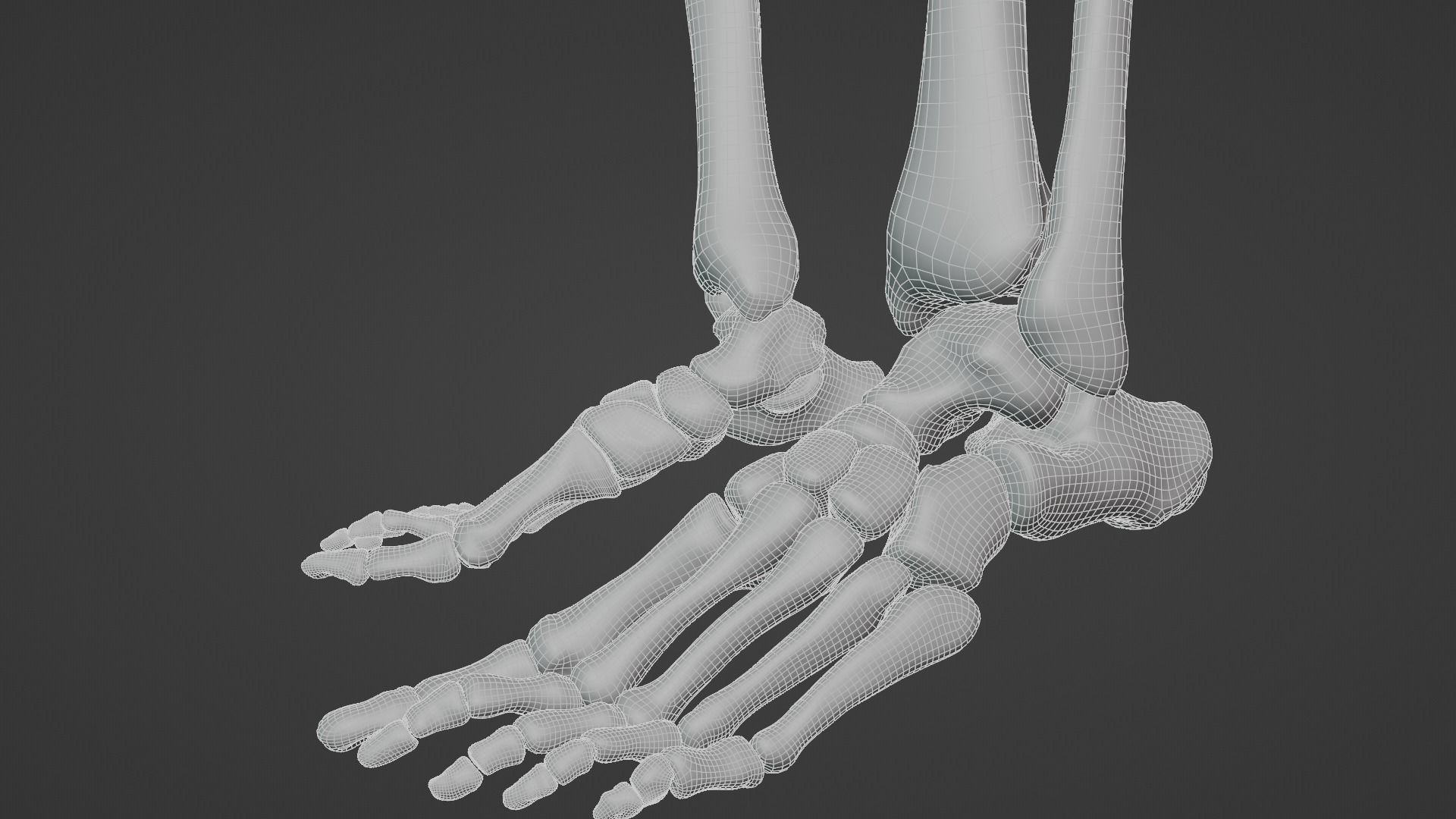 Ultimate 3D Human Skeleton Model - Medically Accurate 3d Model Low-poly 3D model_24