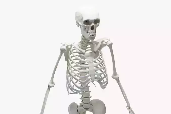  Ultimate 3D Human Skeleton Model - Medically Accurate 3d Model Low-poly 3D model