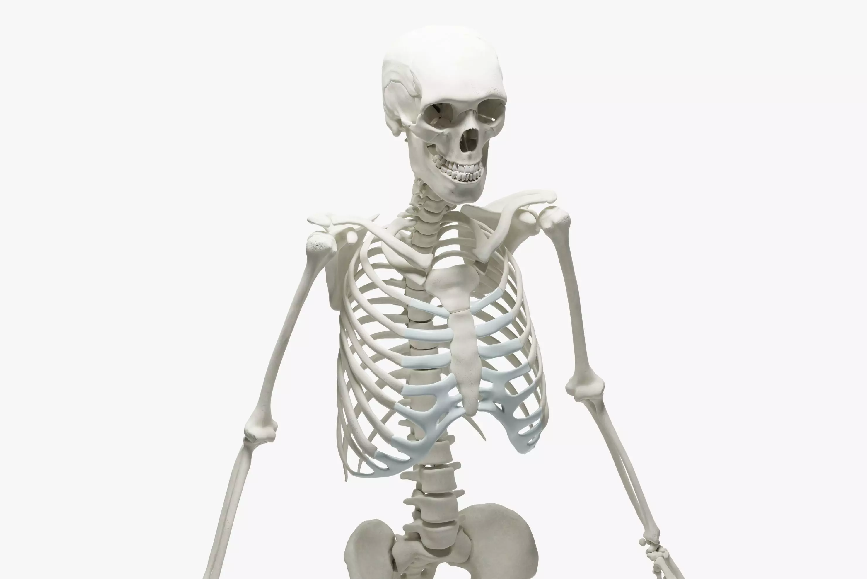  Ultimate 3D Human Skeleton Model - Medically Accurate 3d Model Low-poly 3D model_0