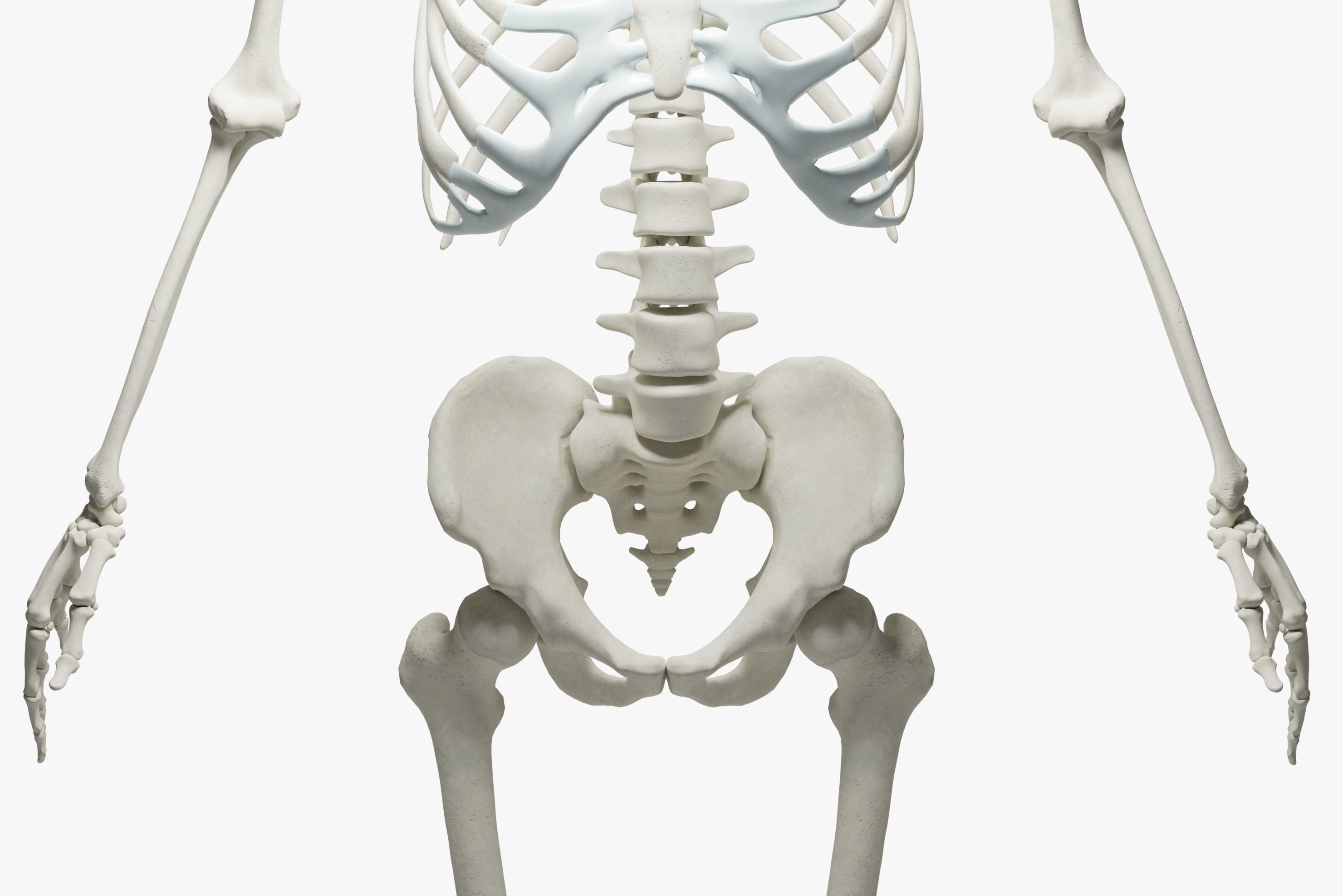  Ultimate 3D Human Skeleton Model - Medically Accurate 3d Model Low-poly 3D model_12