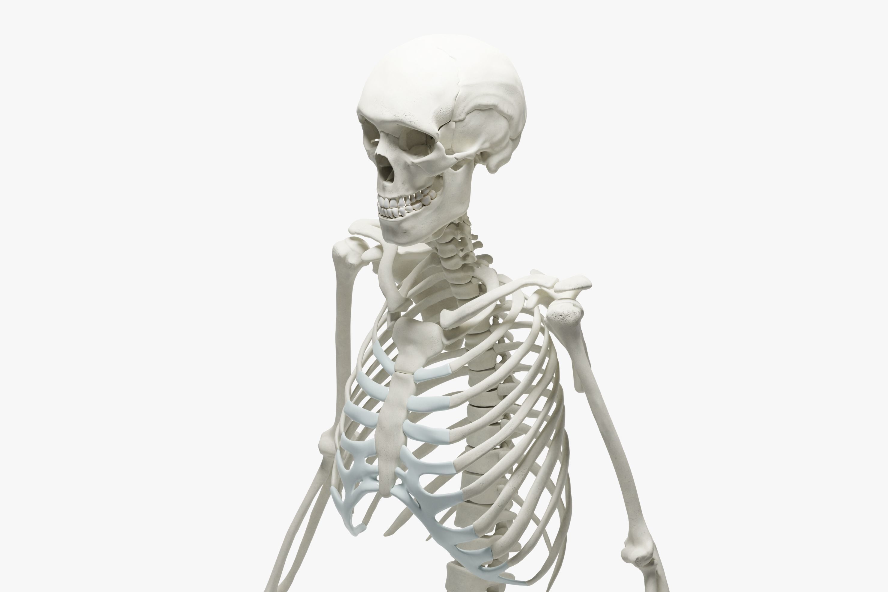  Ultimate 3D Human Skeleton Model - Medically Accurate 3d Model Low-poly 3D model_10