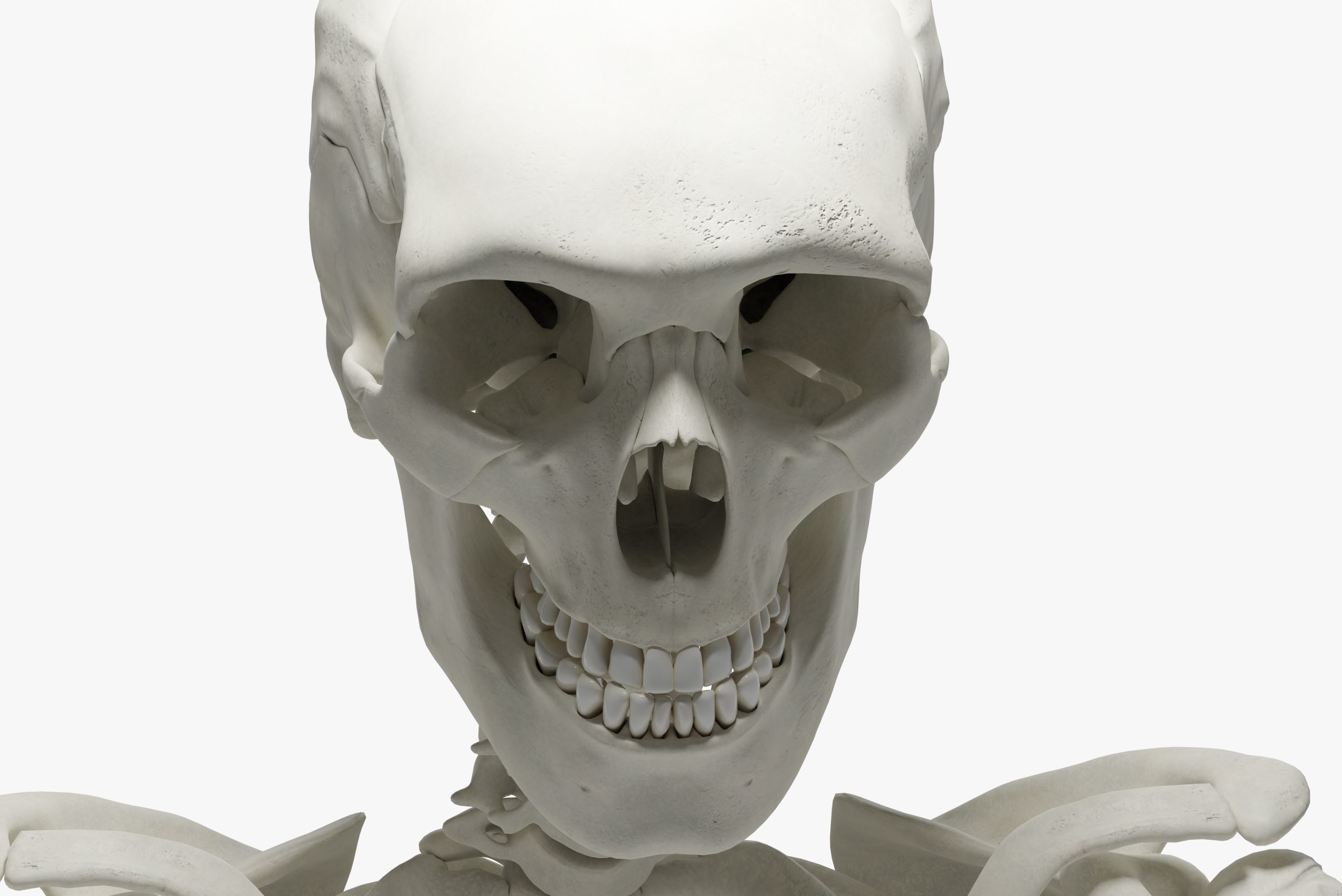  Ultimate 3D Human Skeleton Model - Medically Accurate 3d Model Low-poly 3D model_16